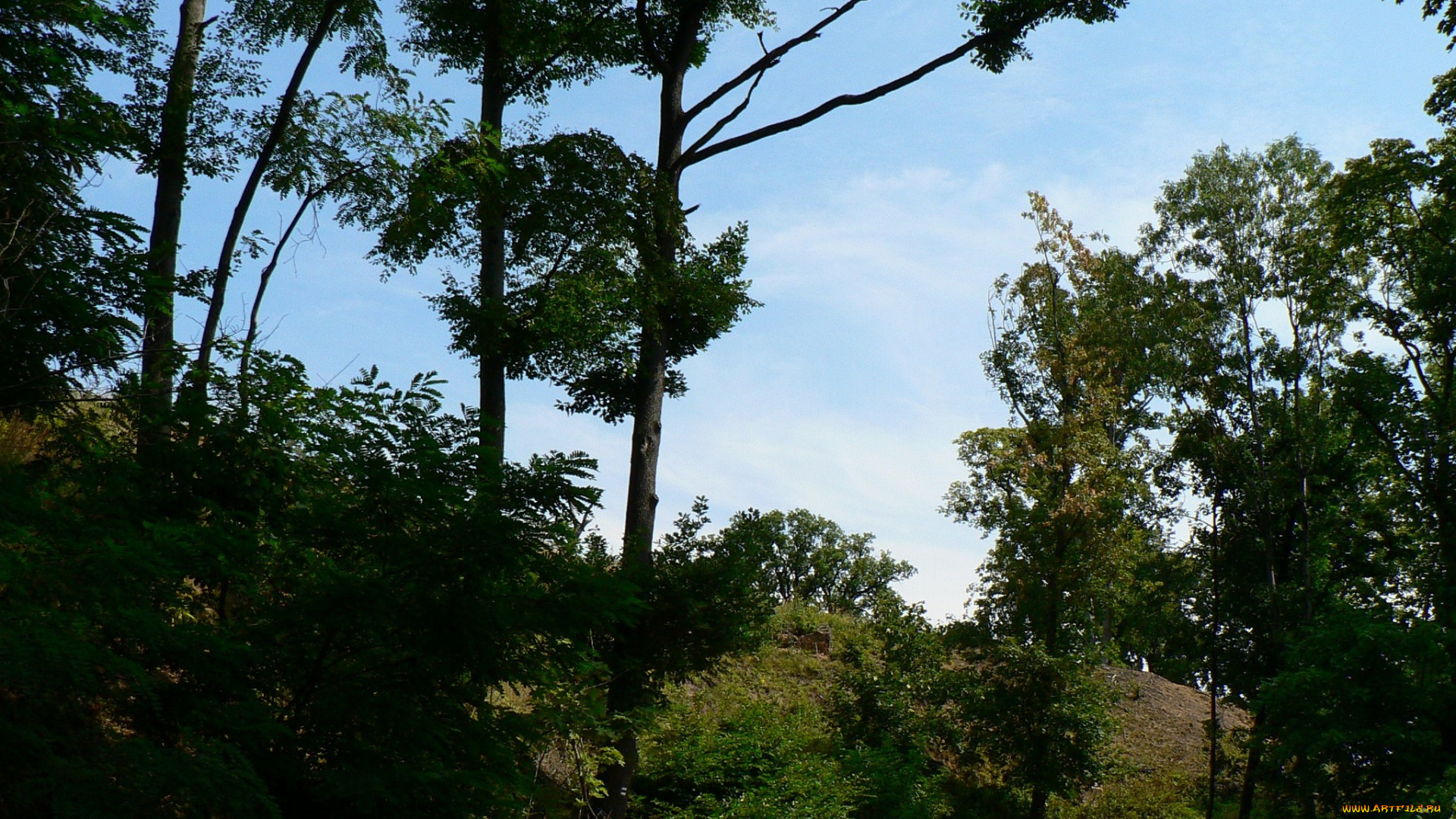 природа, деревья, небо, лето