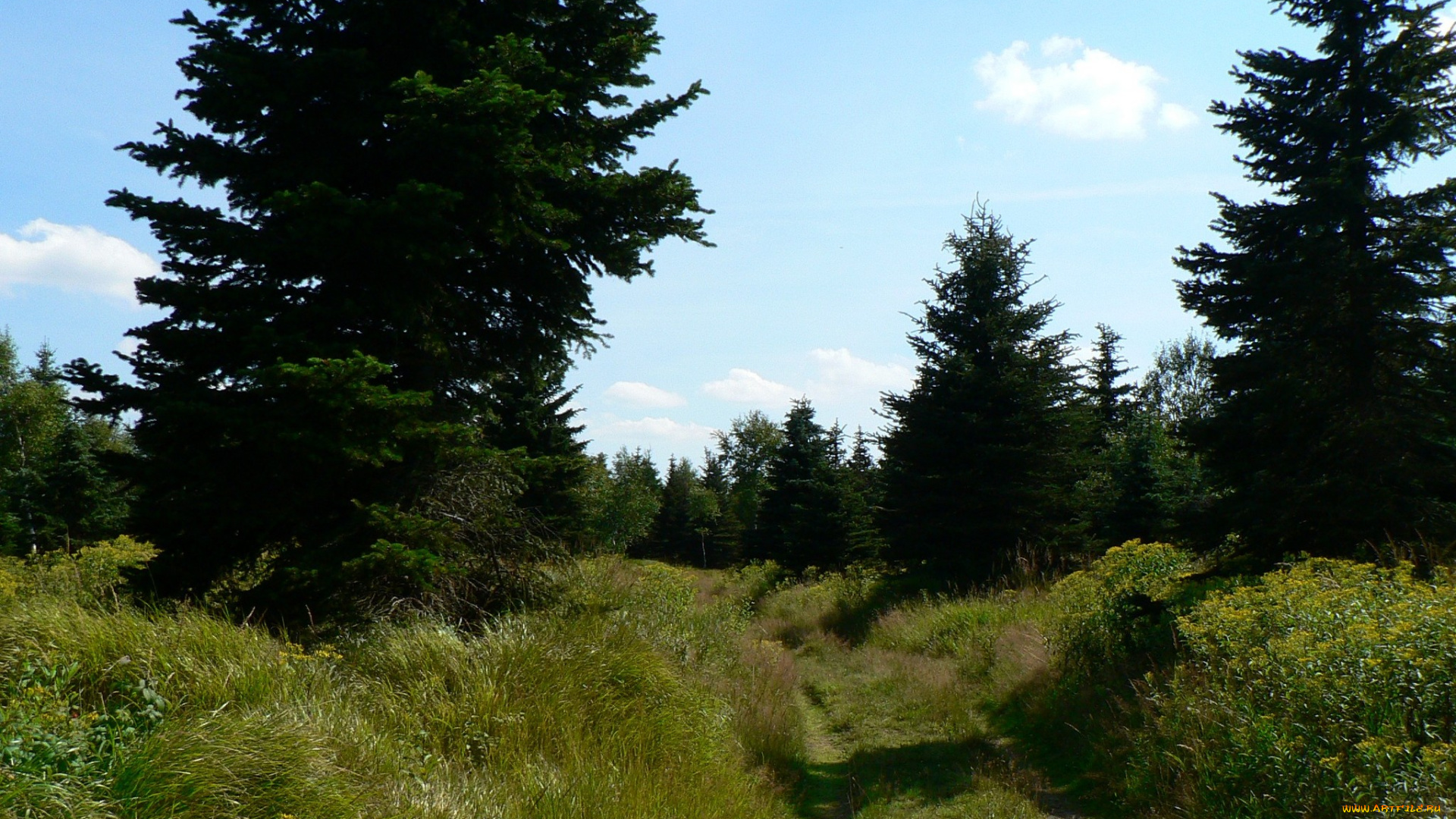 природа, деревья, трава, дорожка, лето