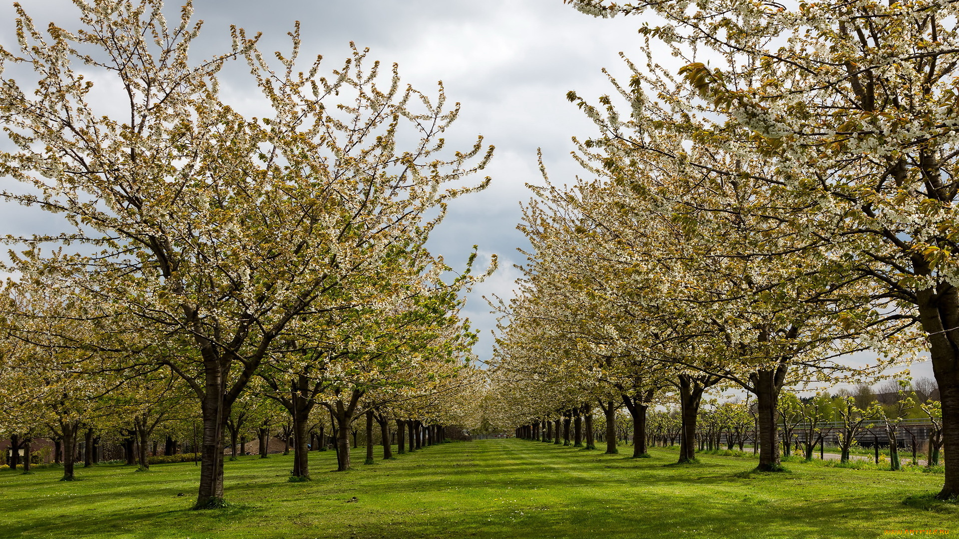 природа, деревья, весна, трава, сад