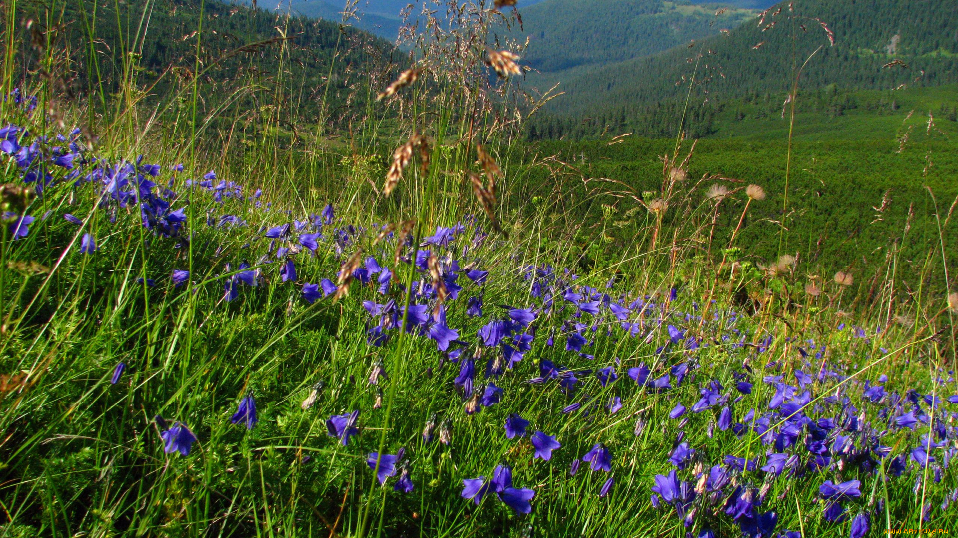 природа, луга, холмы, цветы, трава, колокольчики, леса