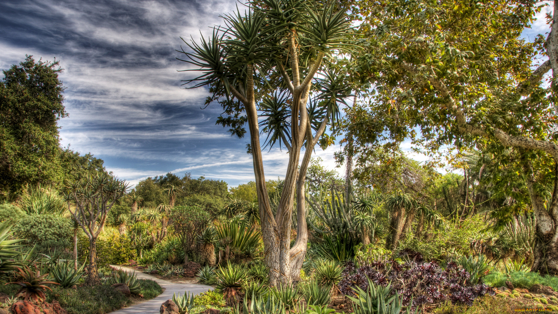 природа, парк, california, huntington, botanical, san, marino, usa