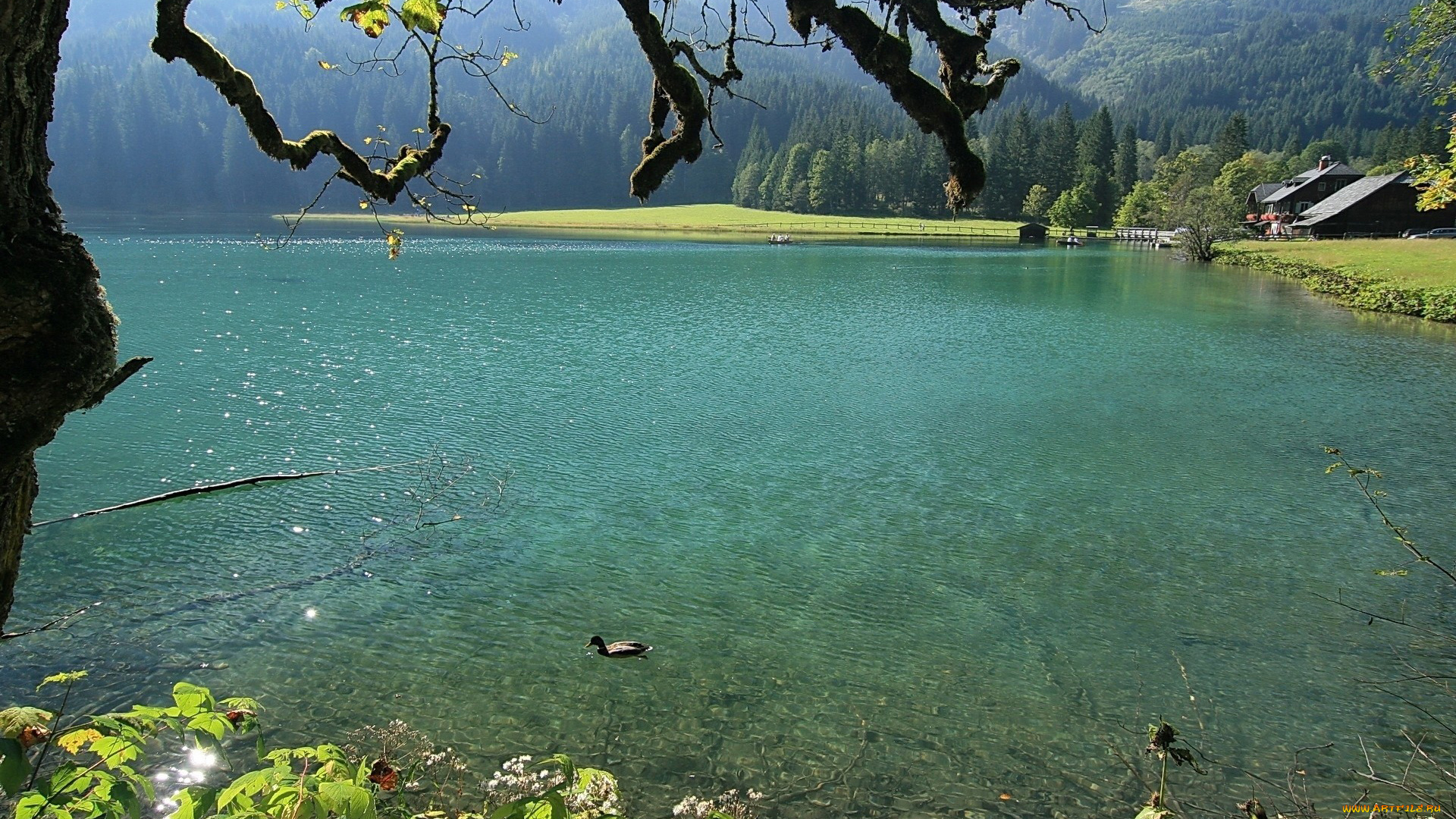 природа, реки, озера, река, утка, дом, лес