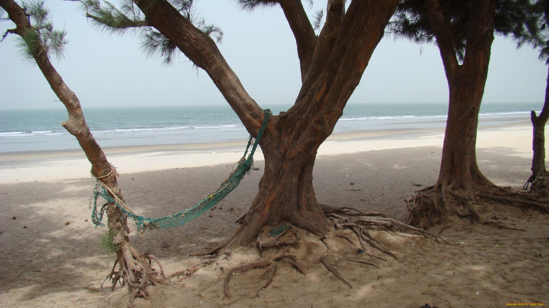 природа, тропики, гамак, корни, деревья, песок, море