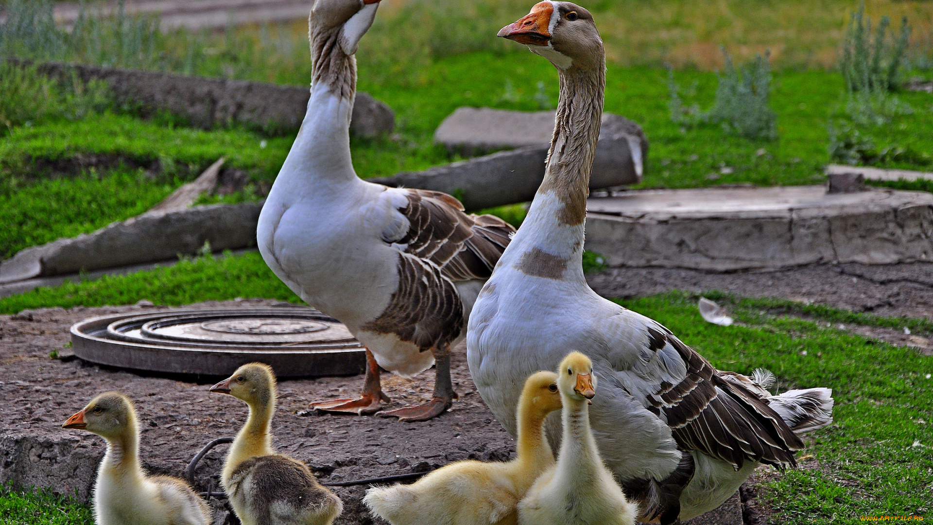 животные, гуси, птенцы