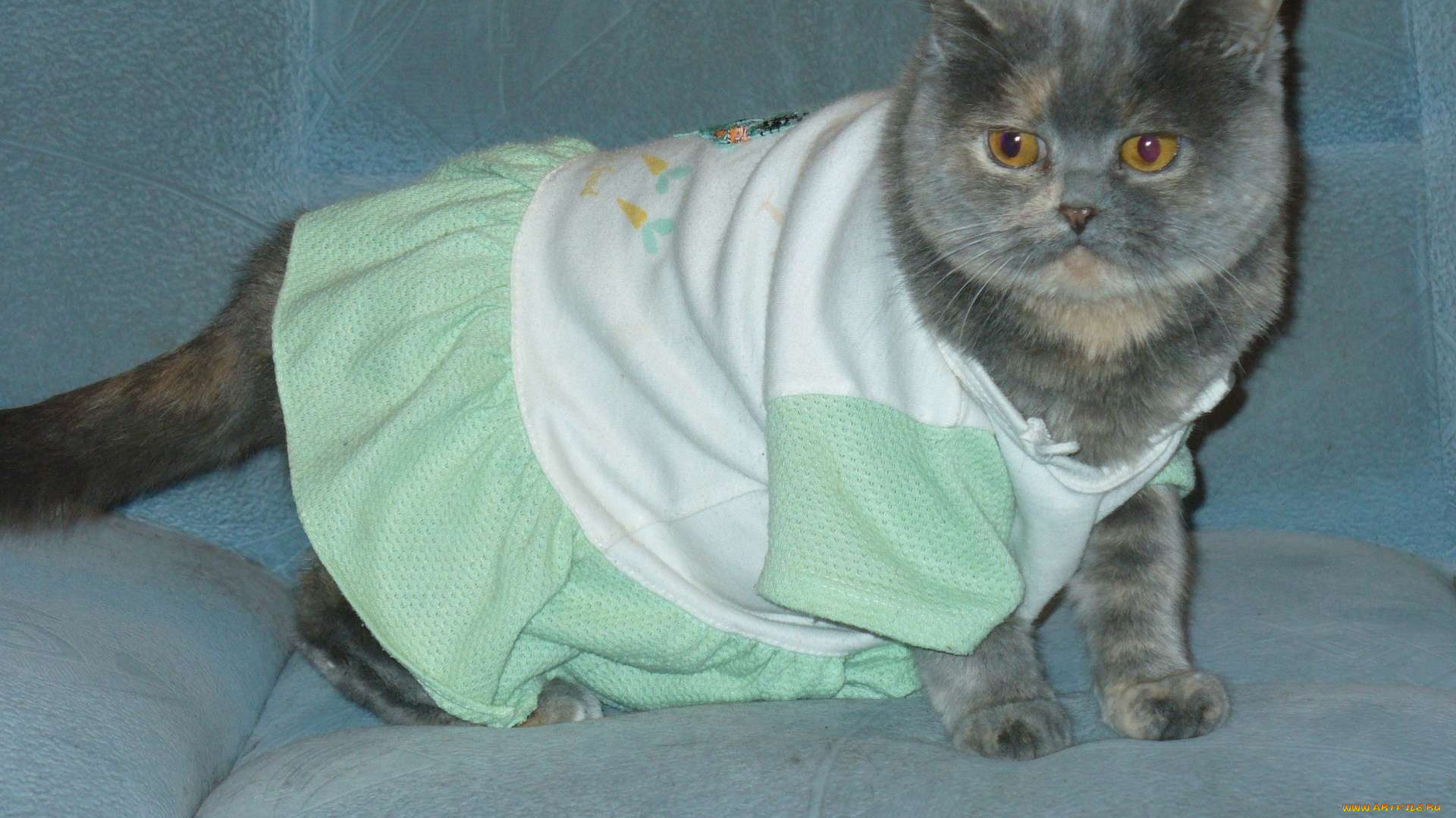 животные, коты, британец