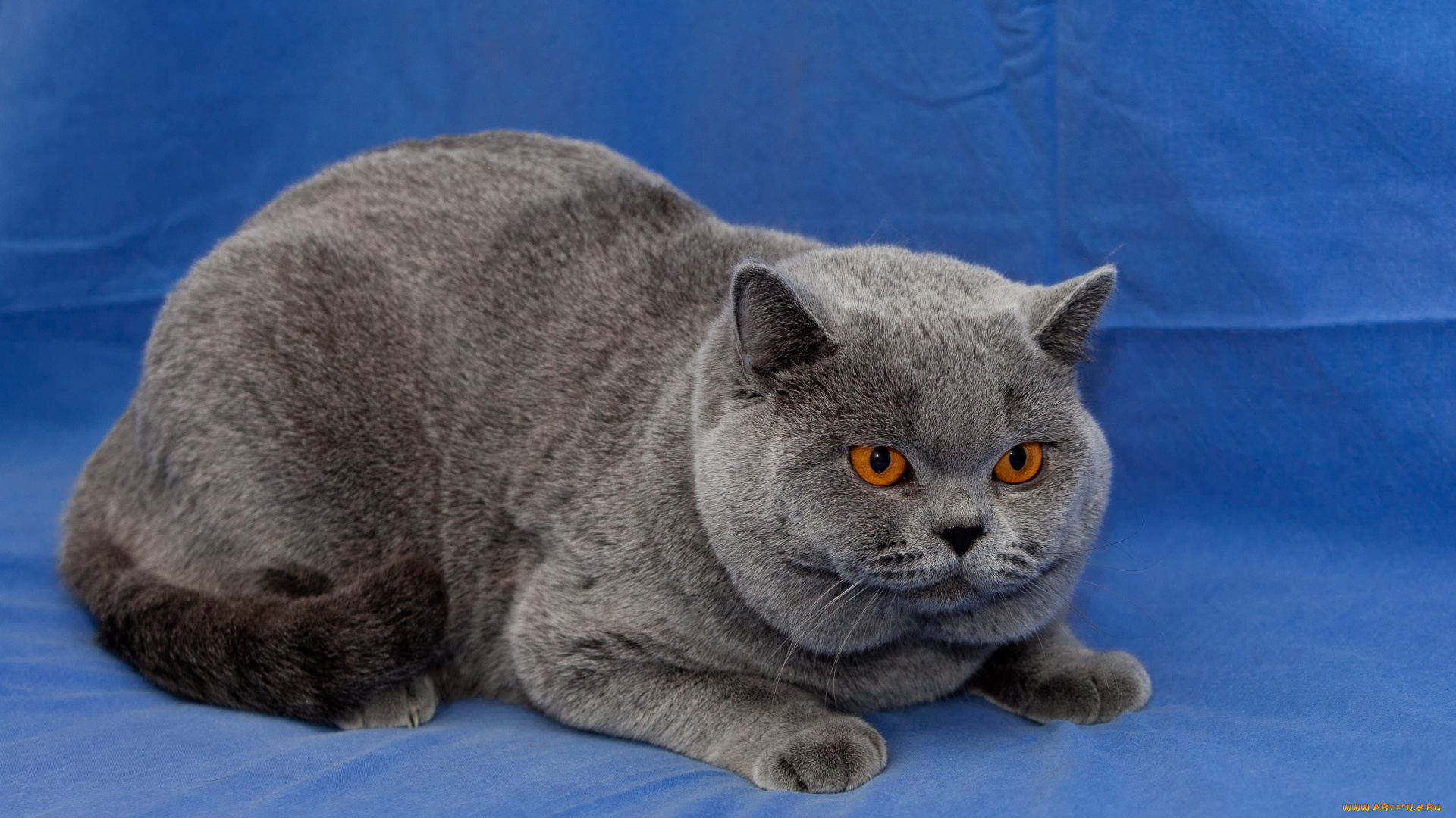 животные, коты, британец