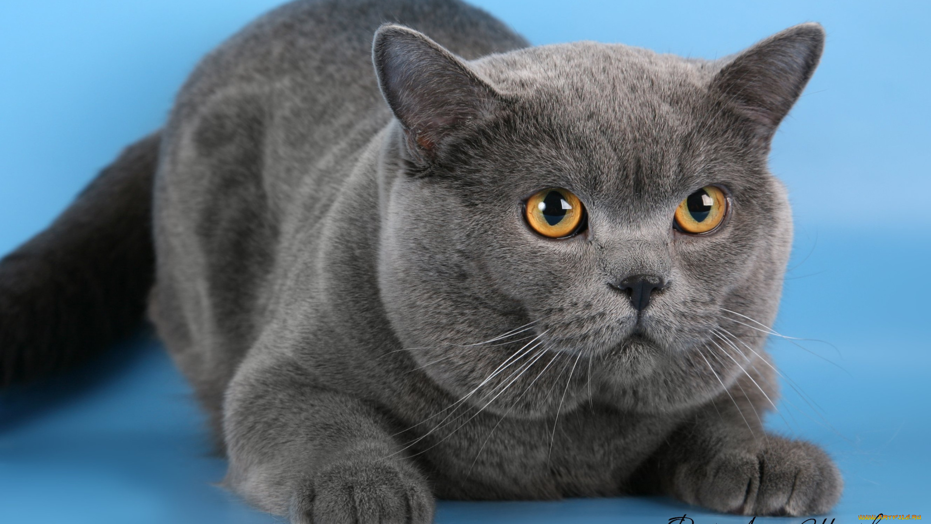 животные, коты, британец