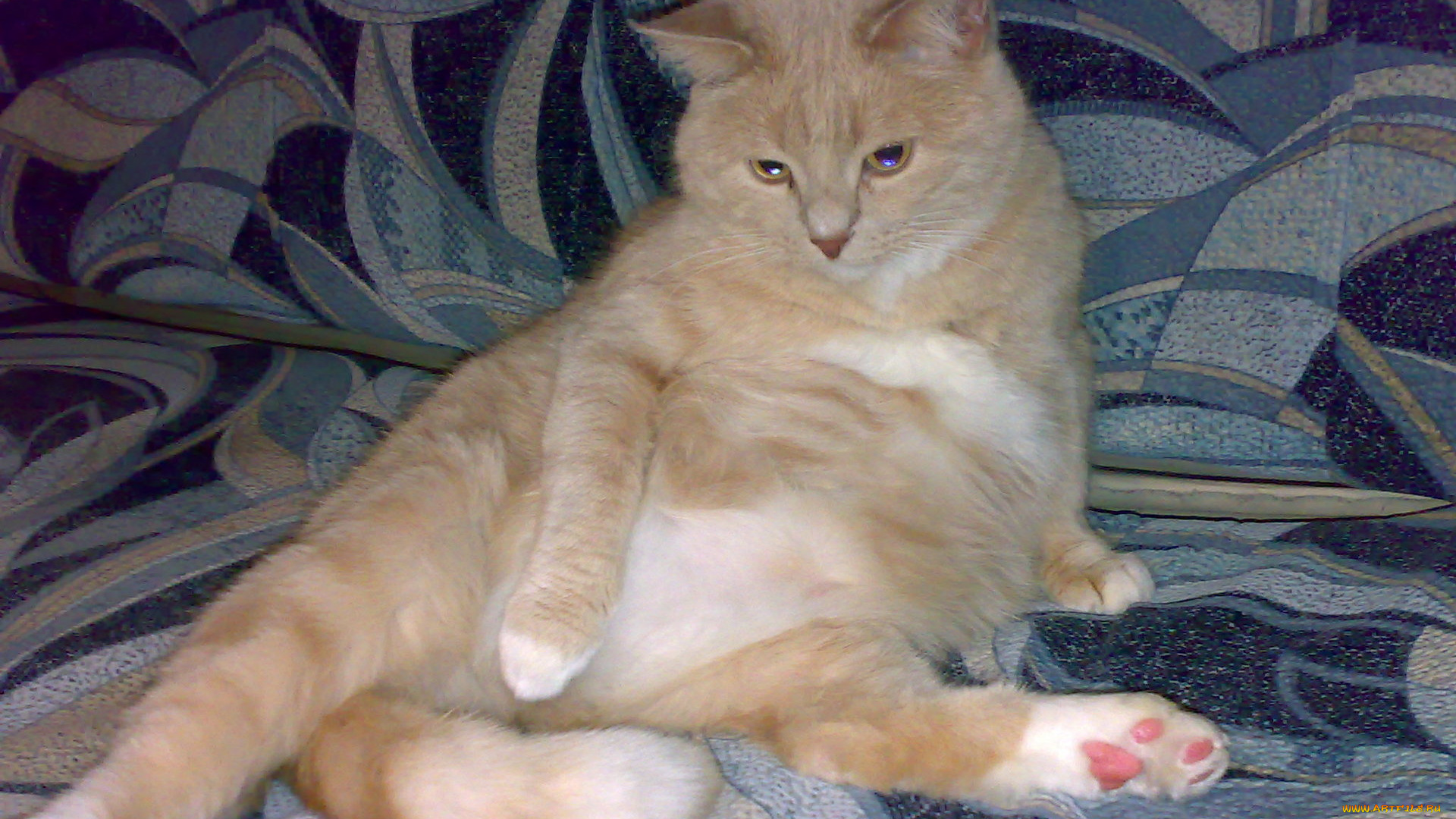 животные, коты, британец