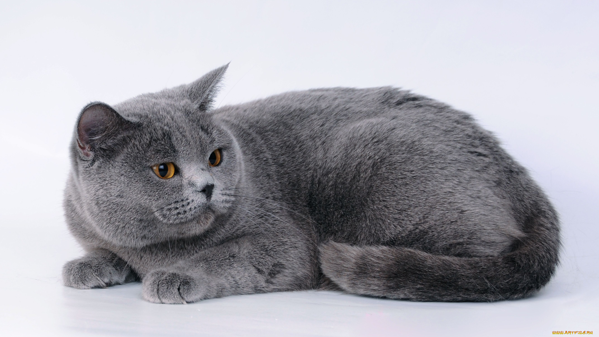 животные, коты, британец