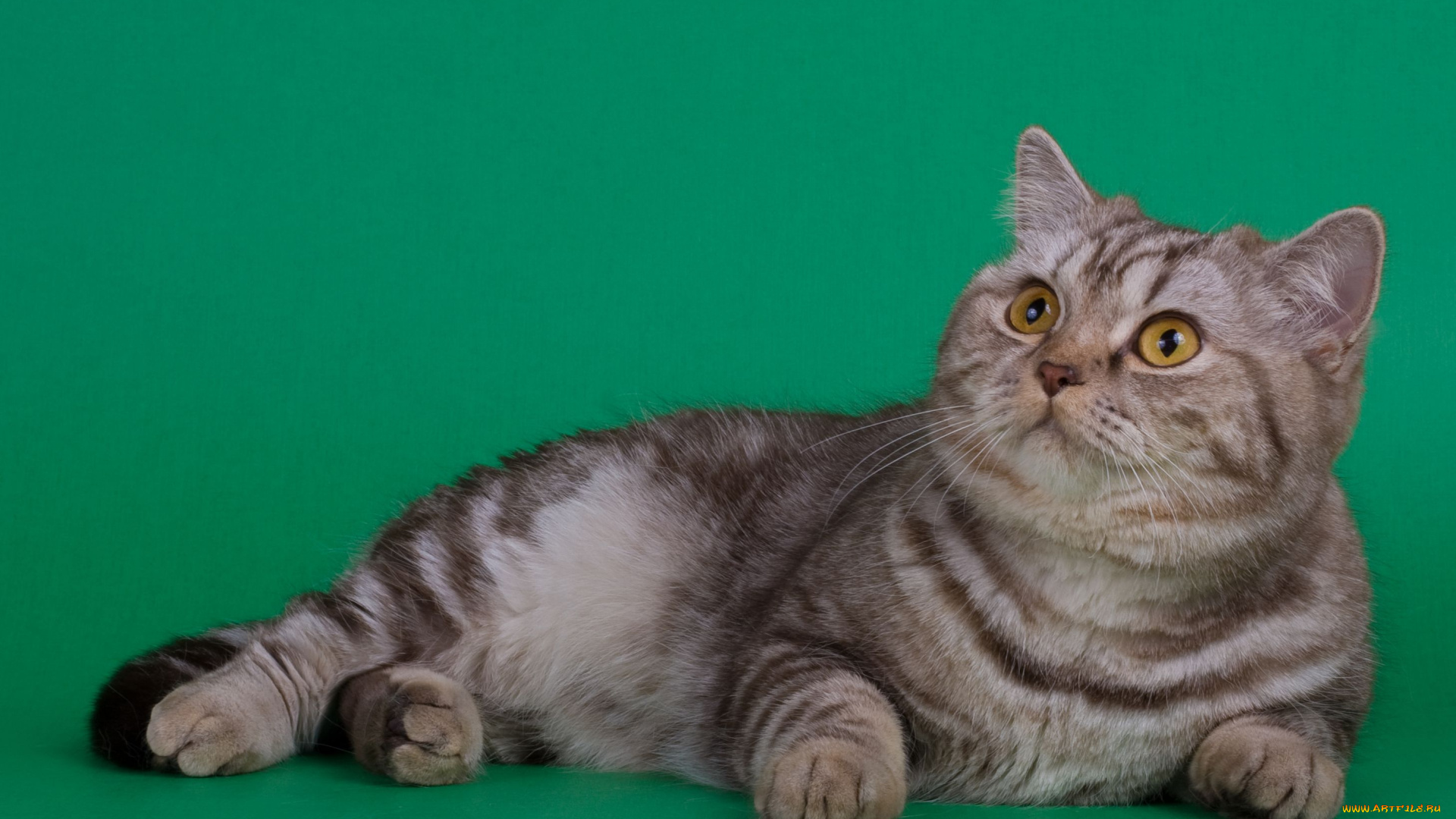 животные, коты, британец