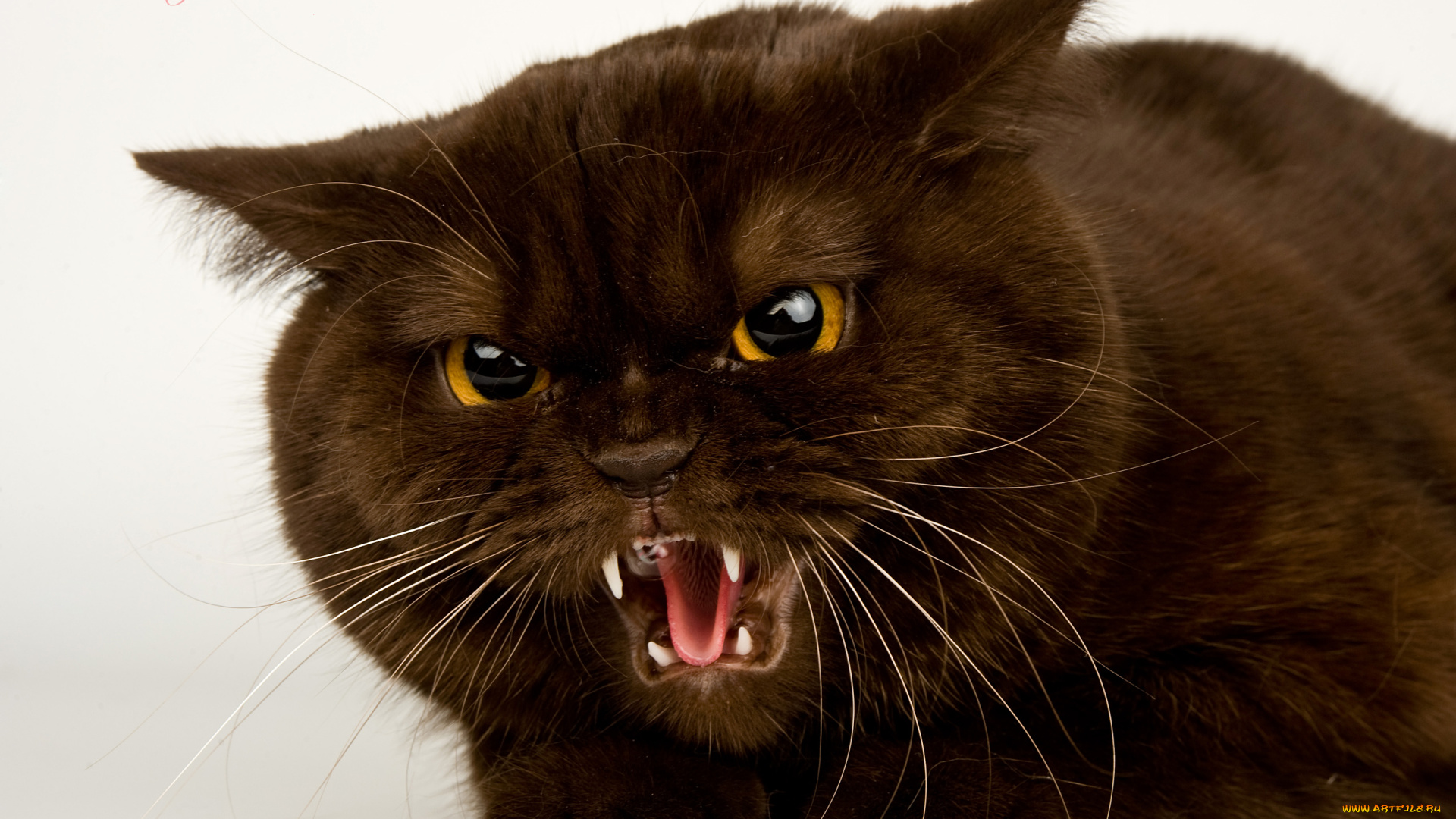 животные, коты, британец, агрессивный, шипит