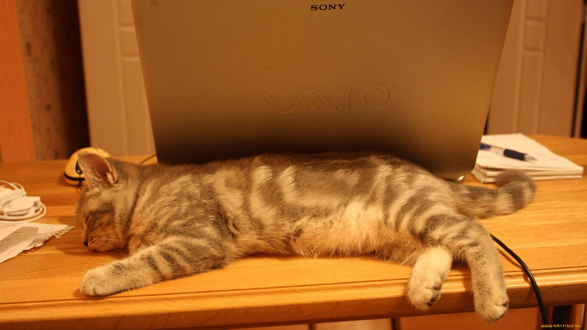 животные, коты, британец, котёнок