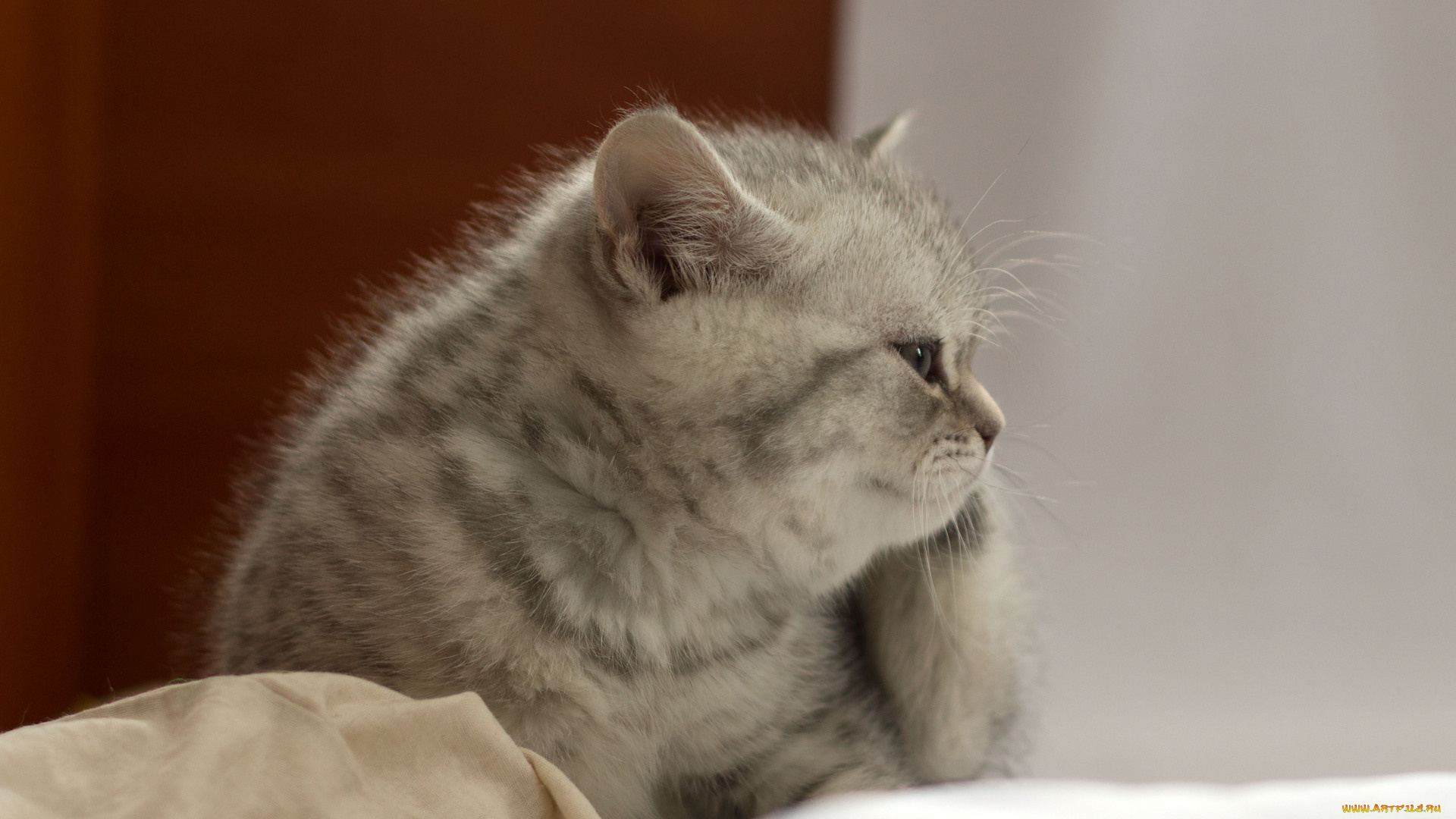 животные, коты, британец, котёнок