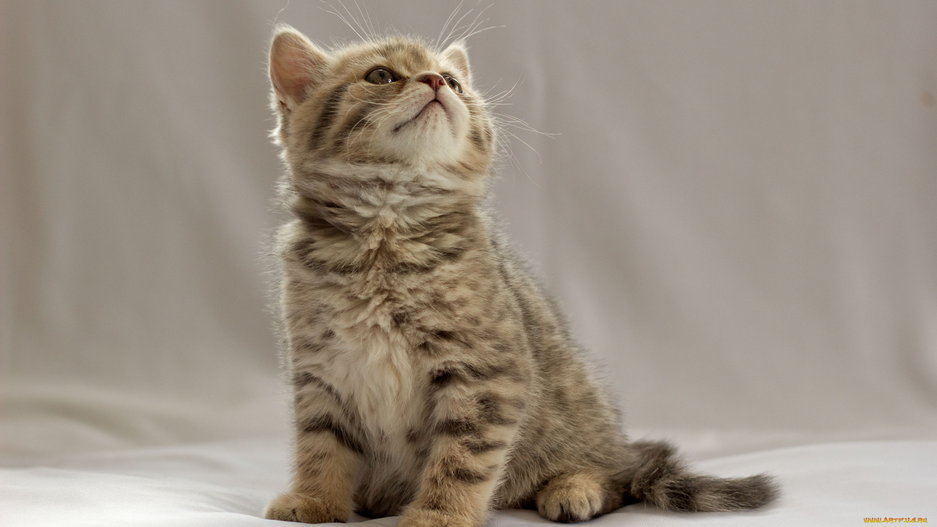 животные, коты, британец, котёнок