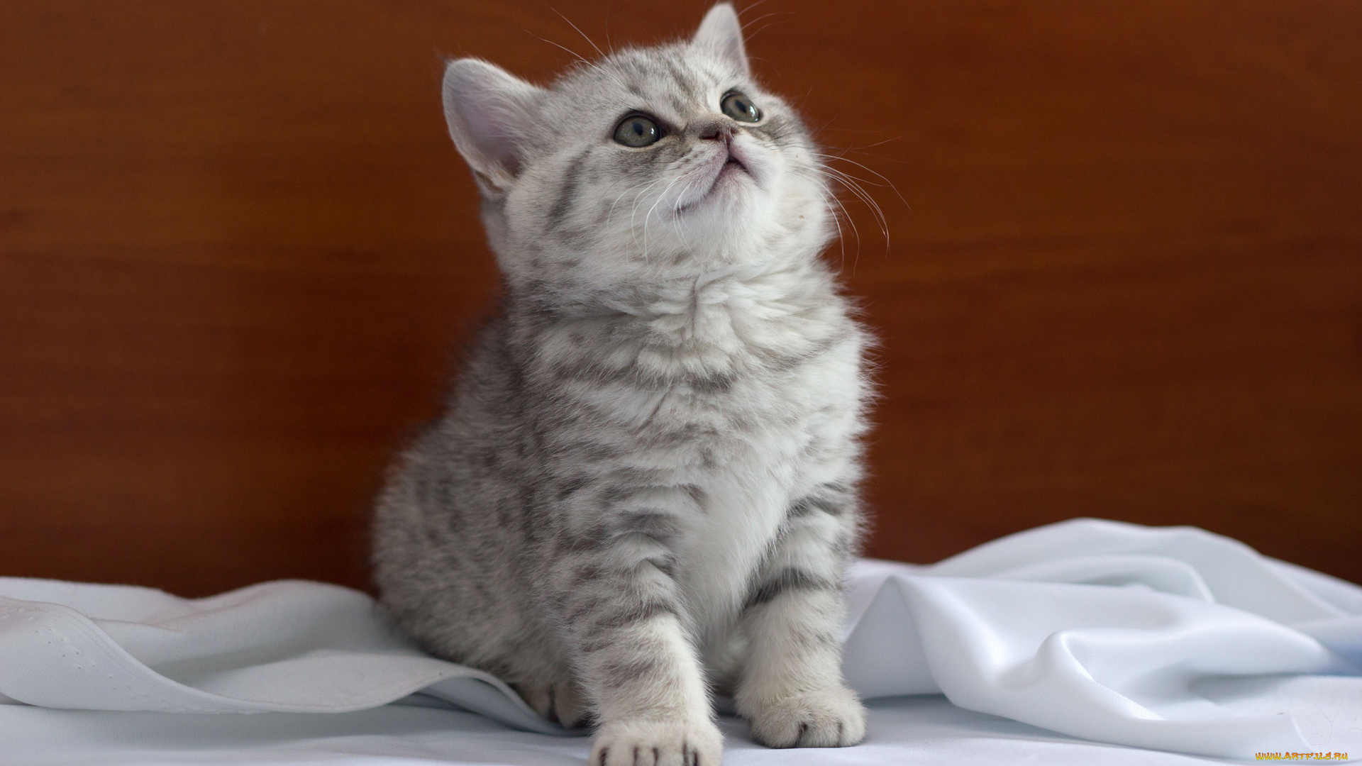 животные, коты, британец, котёнок