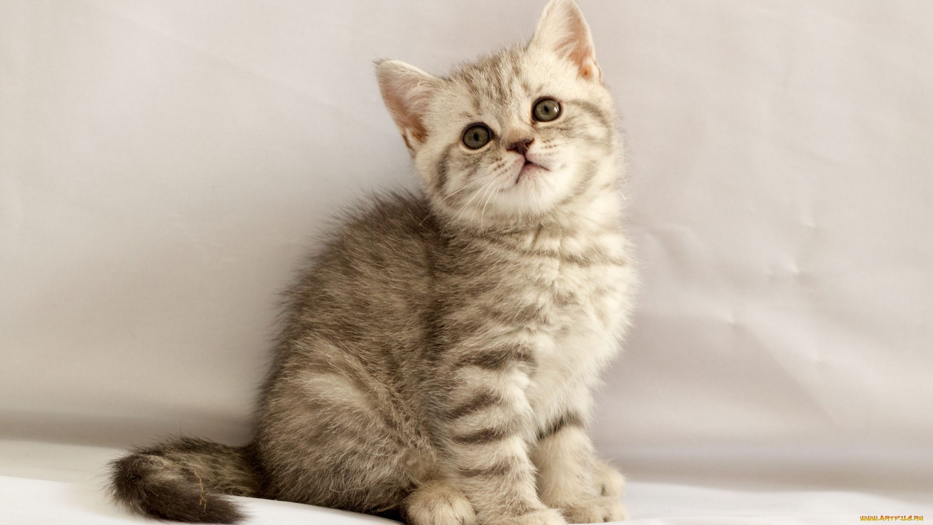 животные, коты, британец, котёнок