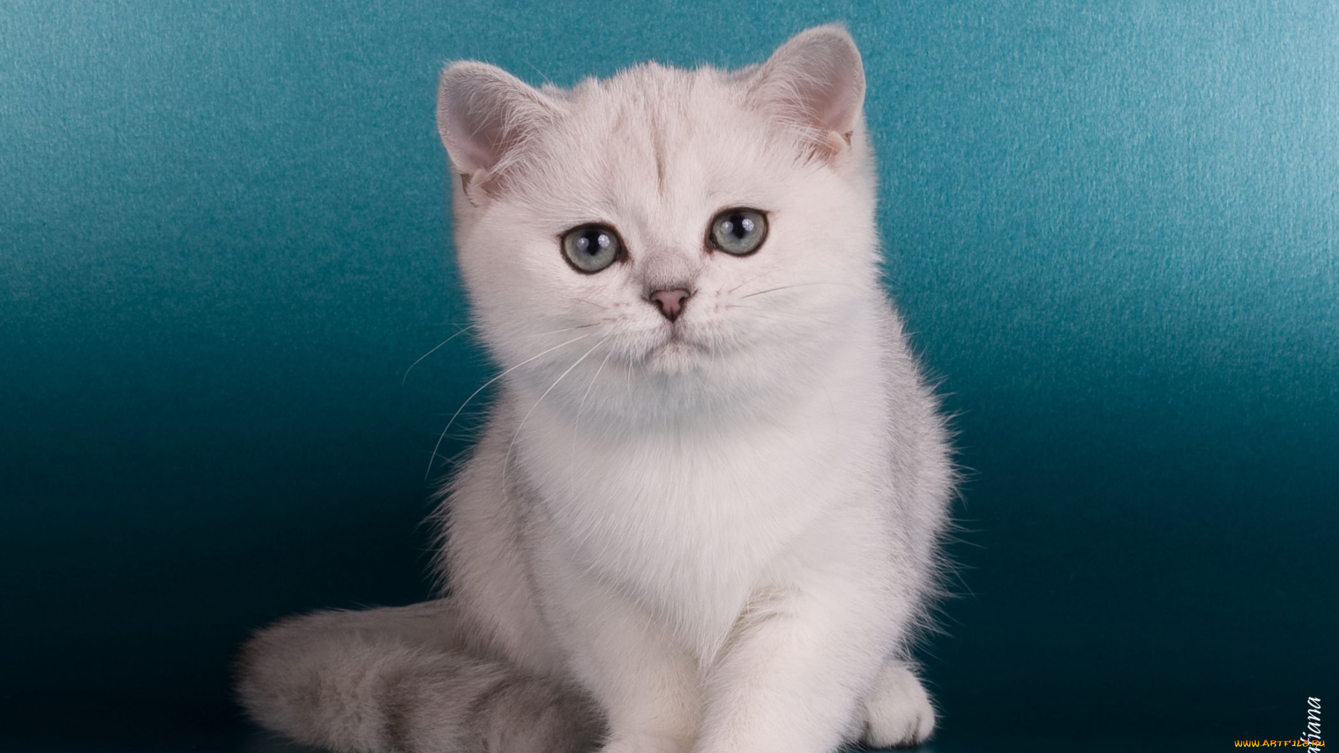 животные, коты, kitten