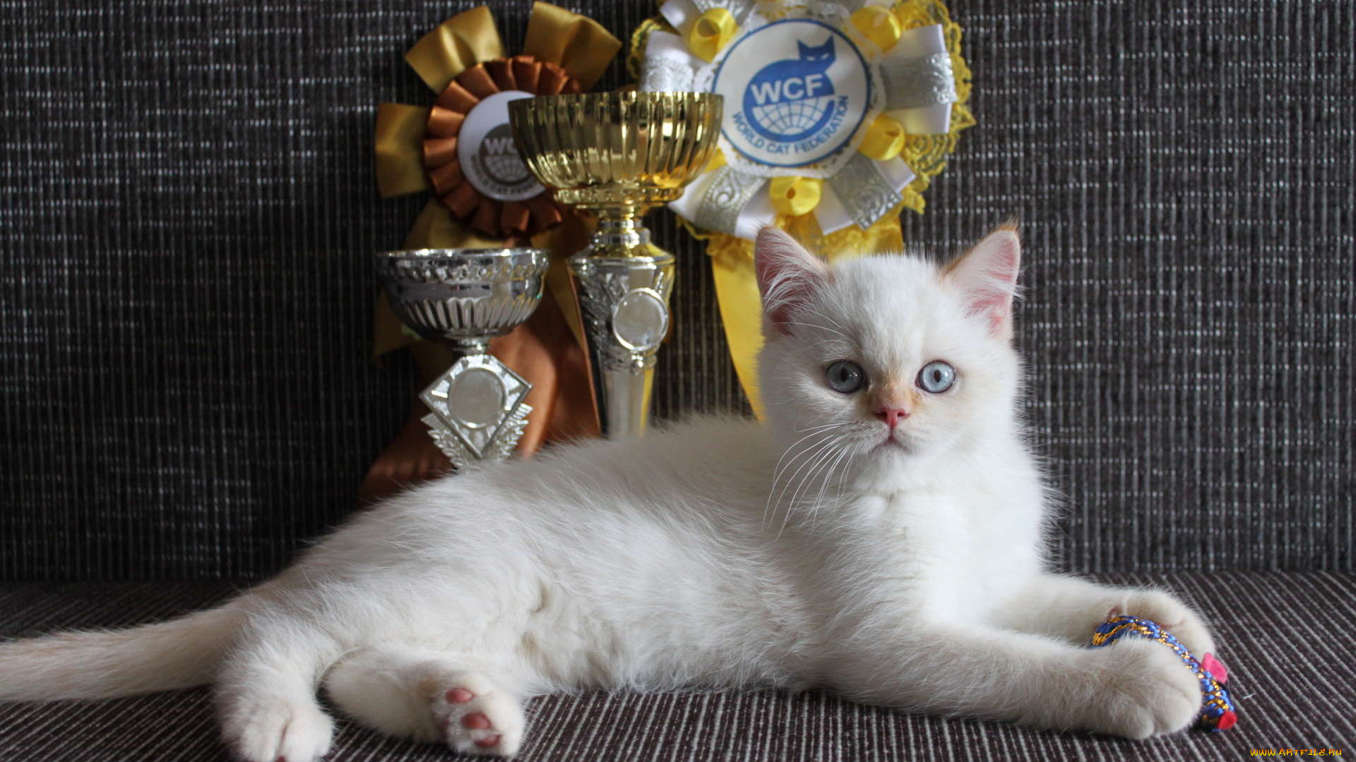 животные, коты, котенок