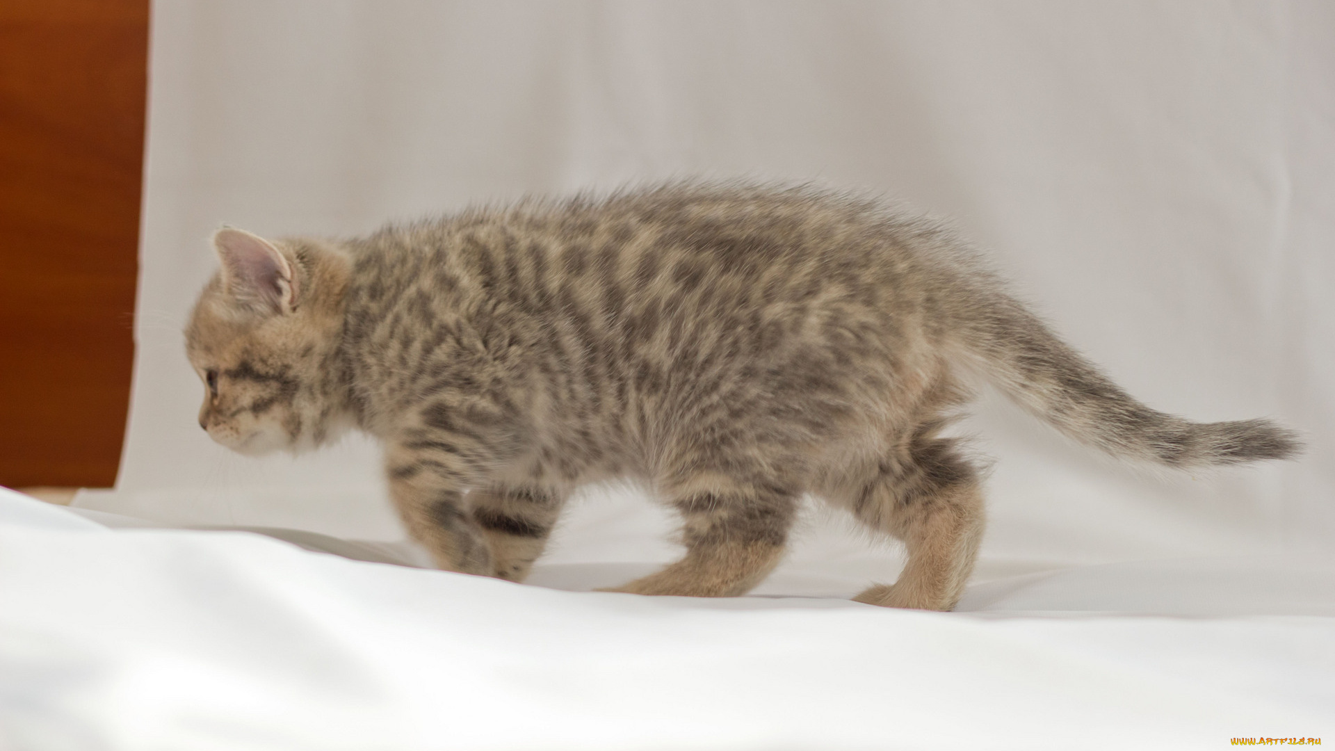 животные, коты, котёнок, британец