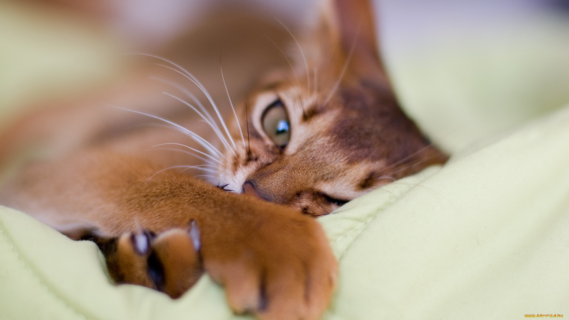 животные, коты, лапа