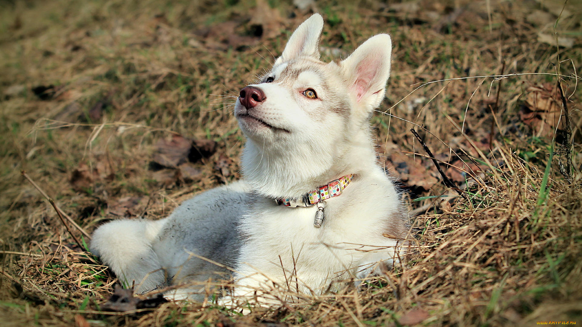 животные, собаки, хаски