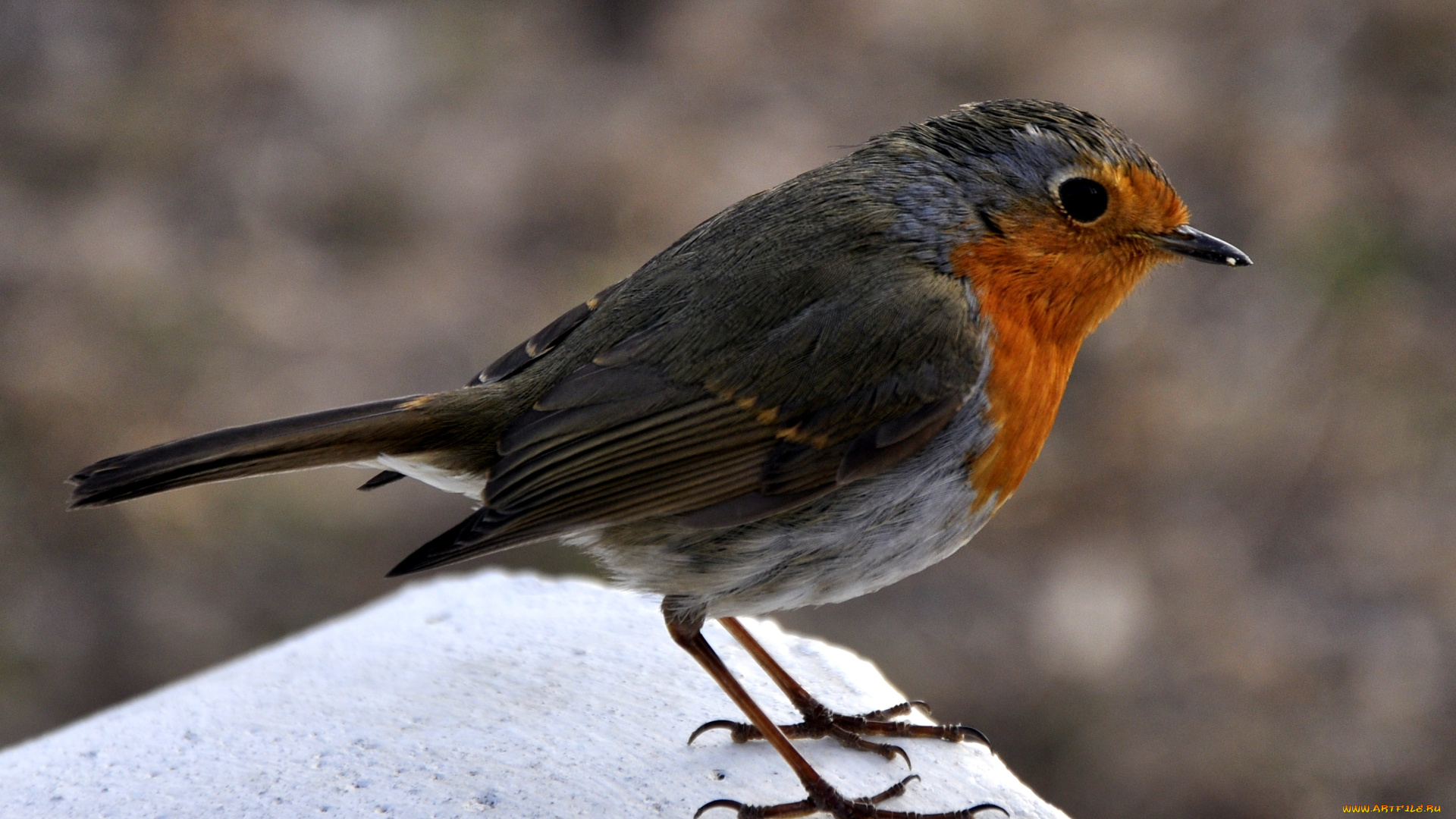 животные, зарянки, малиновки, глаз