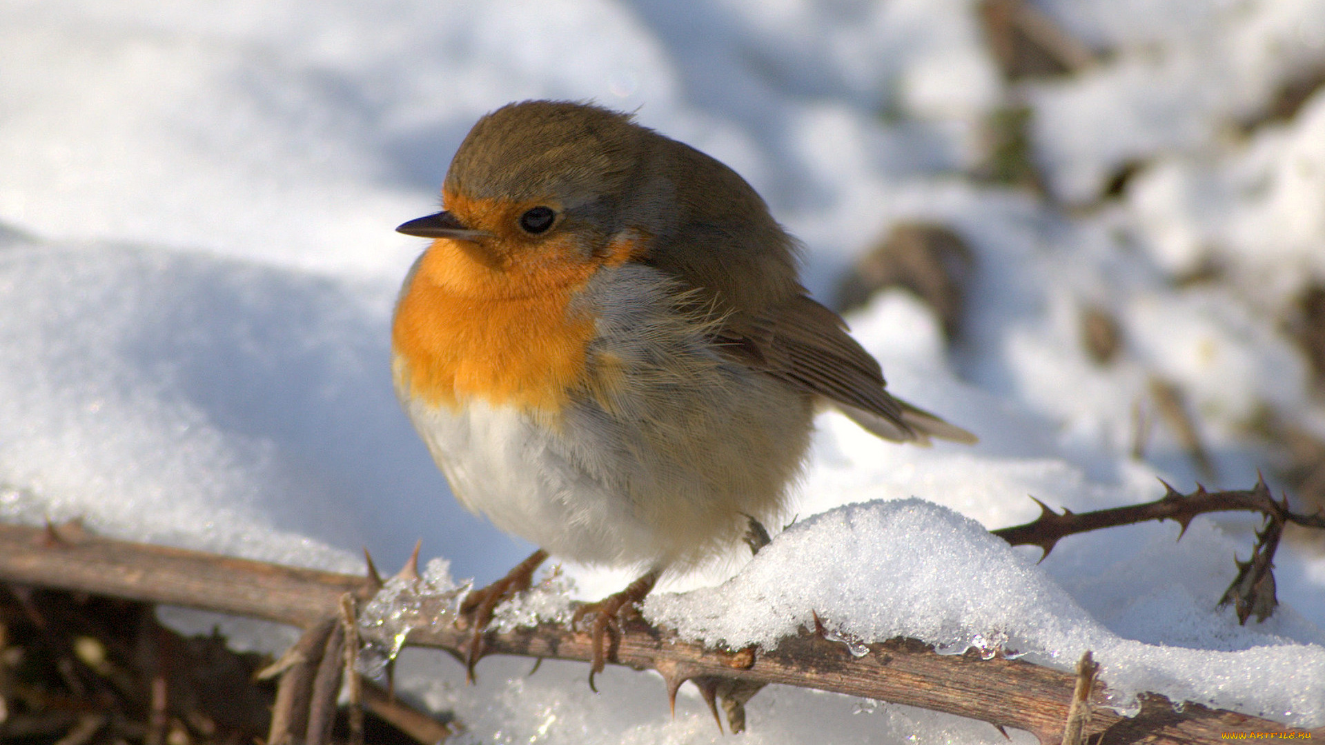 животные, зарянки, малиновки, снег