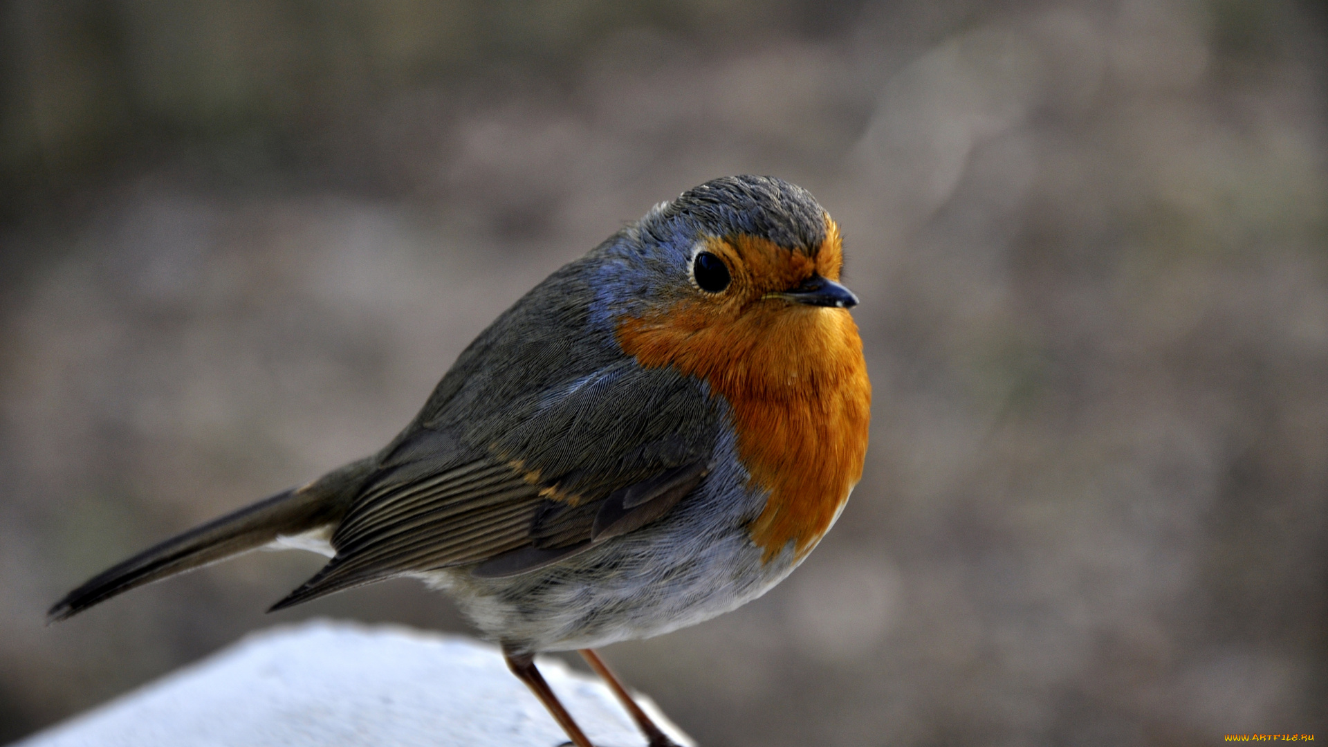 животные, зарянки, малиновки, взгляд
