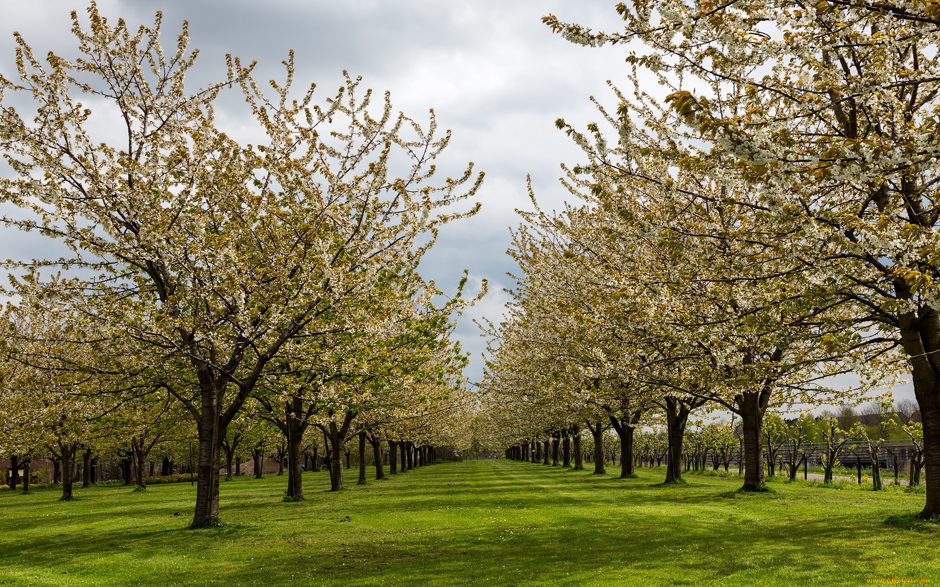 природа, деревья, весна, трава, сад