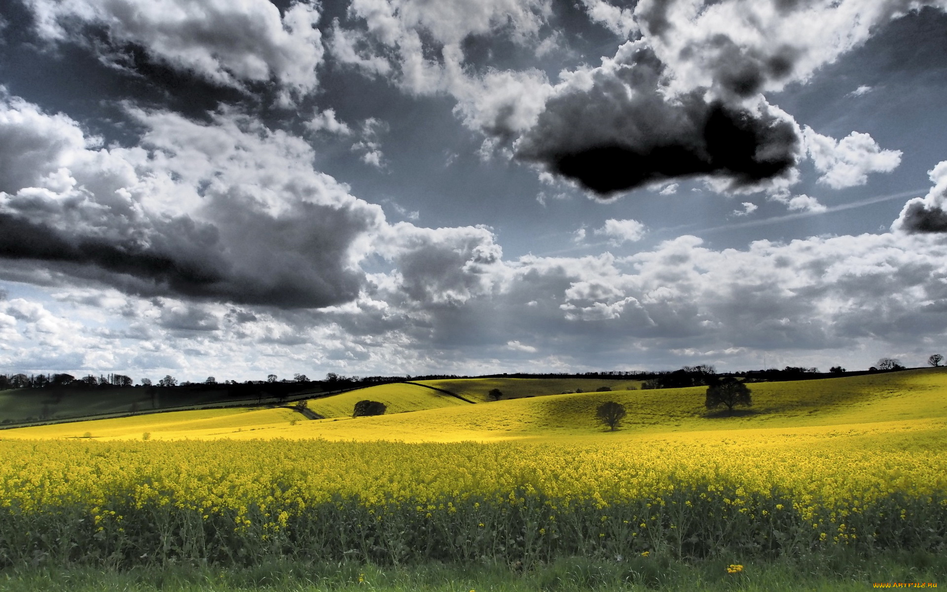 природа, поля, рапс