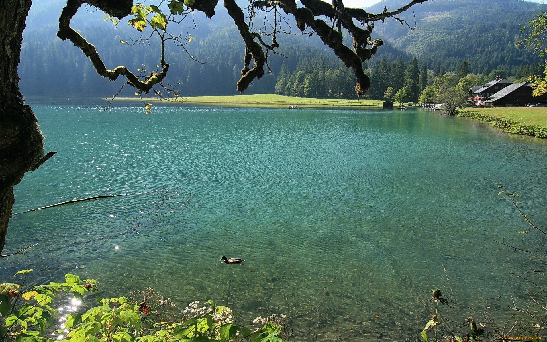 природа, реки, озера, река, утка, дом, лес