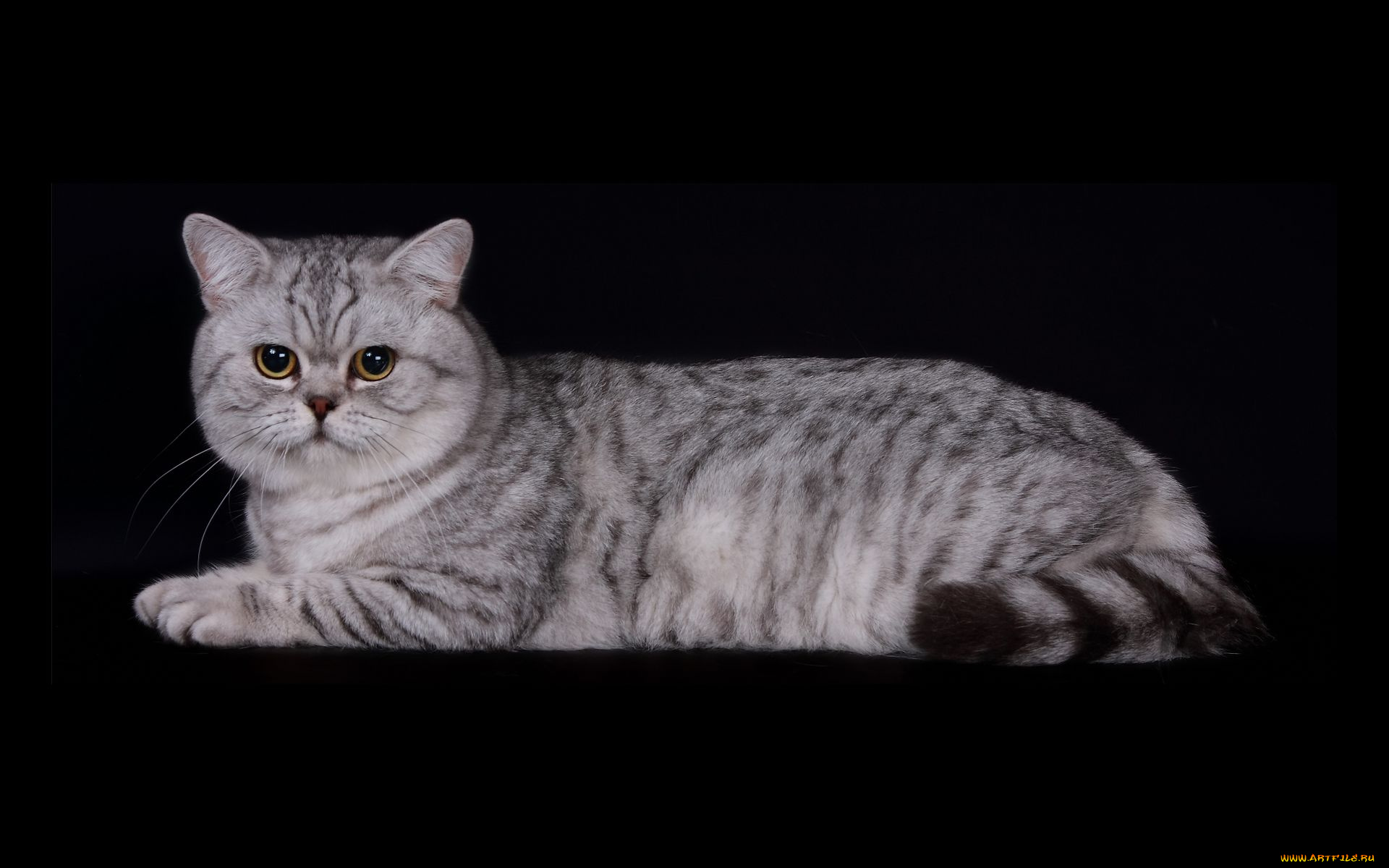 животные, коты, британец