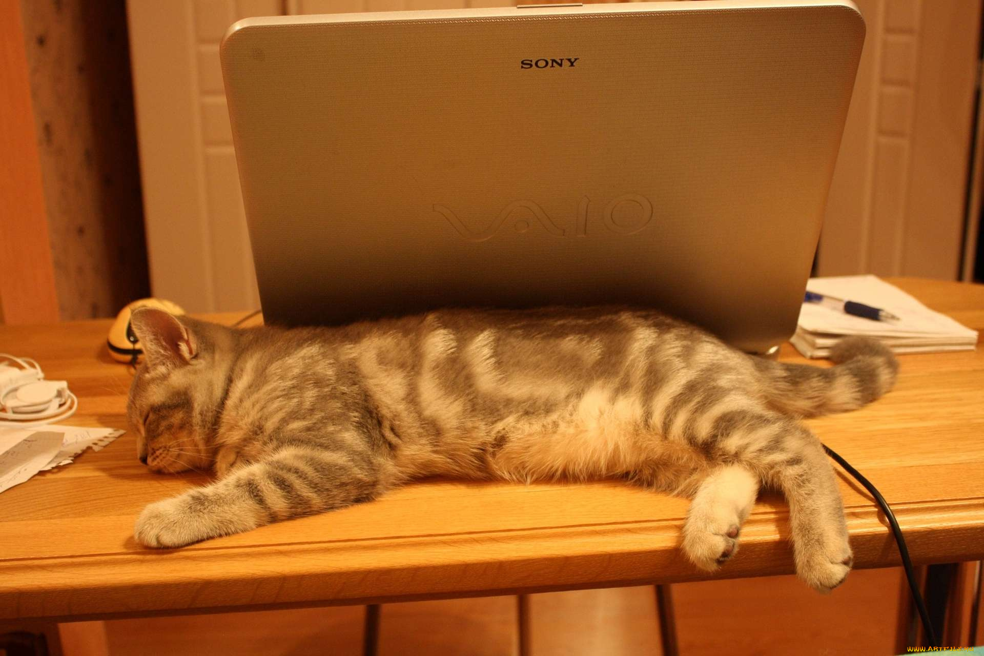 животные, коты, британец, котёнок