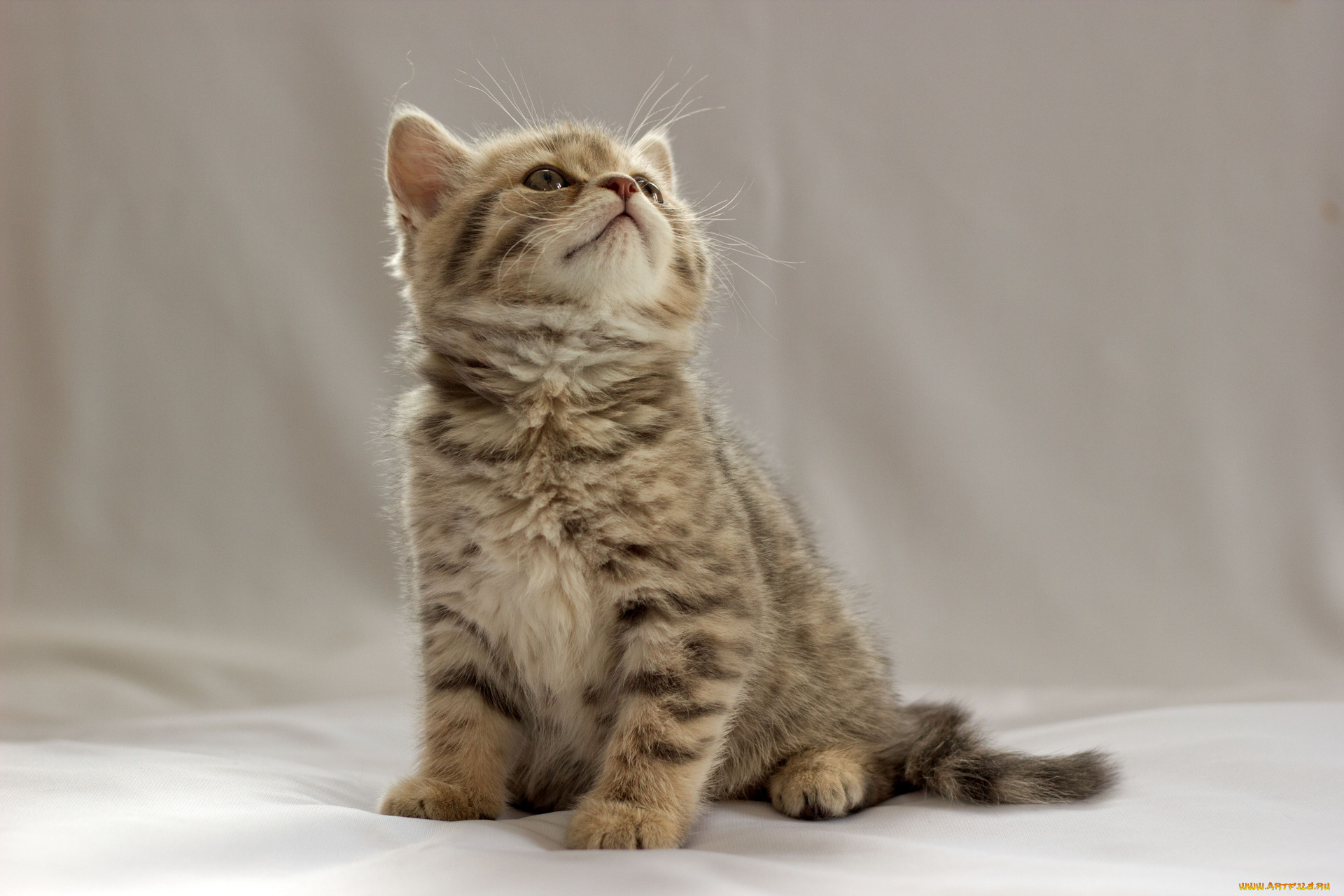 животные, коты, британец, котёнок