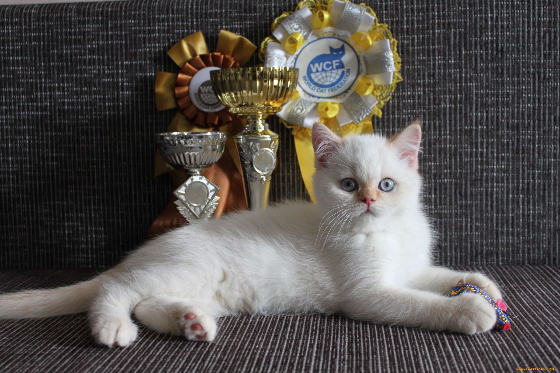 животные, коты, котенок