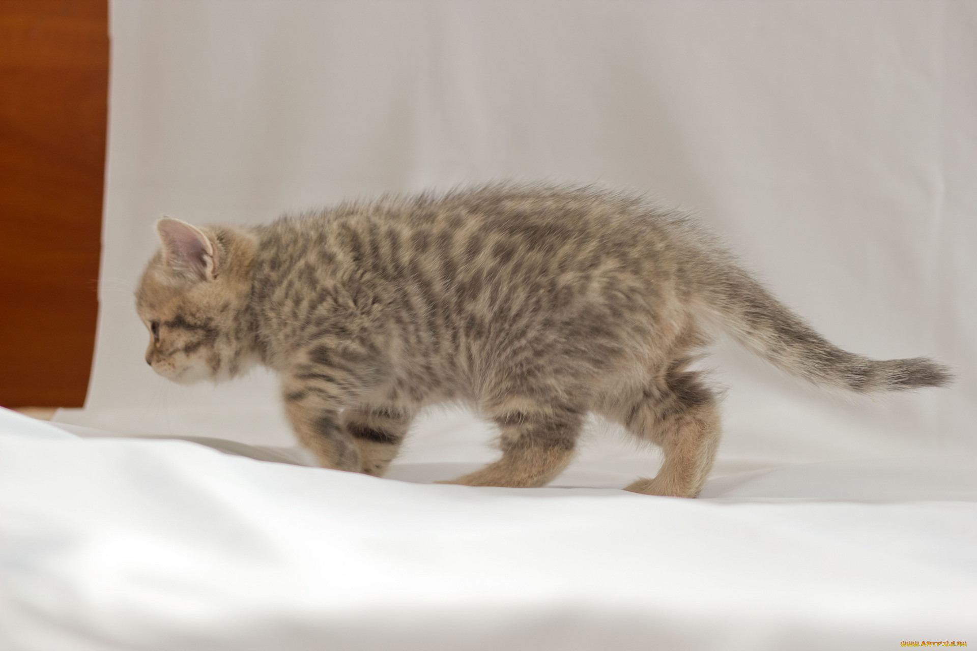 животные, коты, котёнок, британец