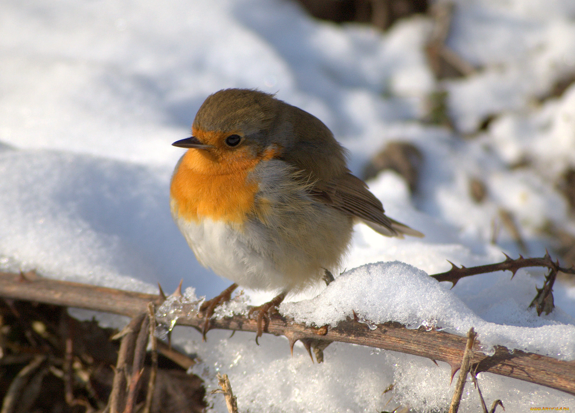 животные, зарянки, малиновки, снег