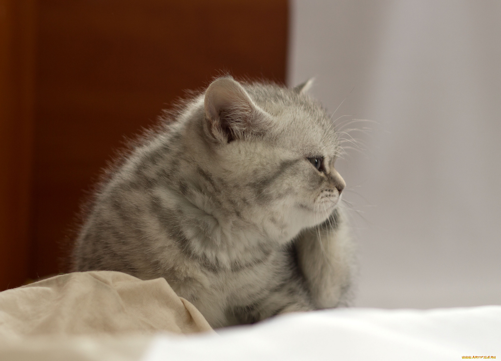 животные, коты, британец, котёнок
