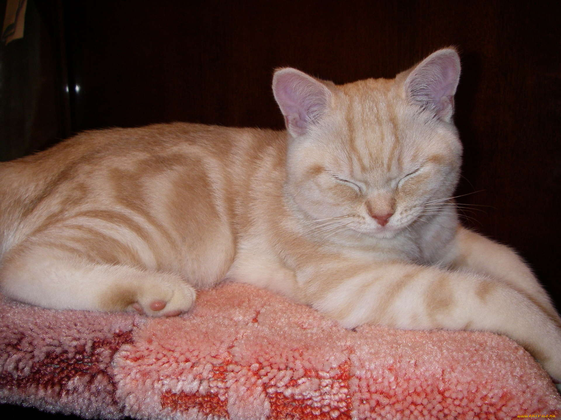 животные, коты, британец