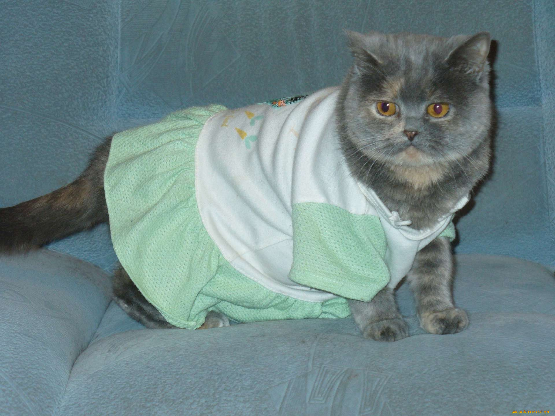 животные, коты, британец