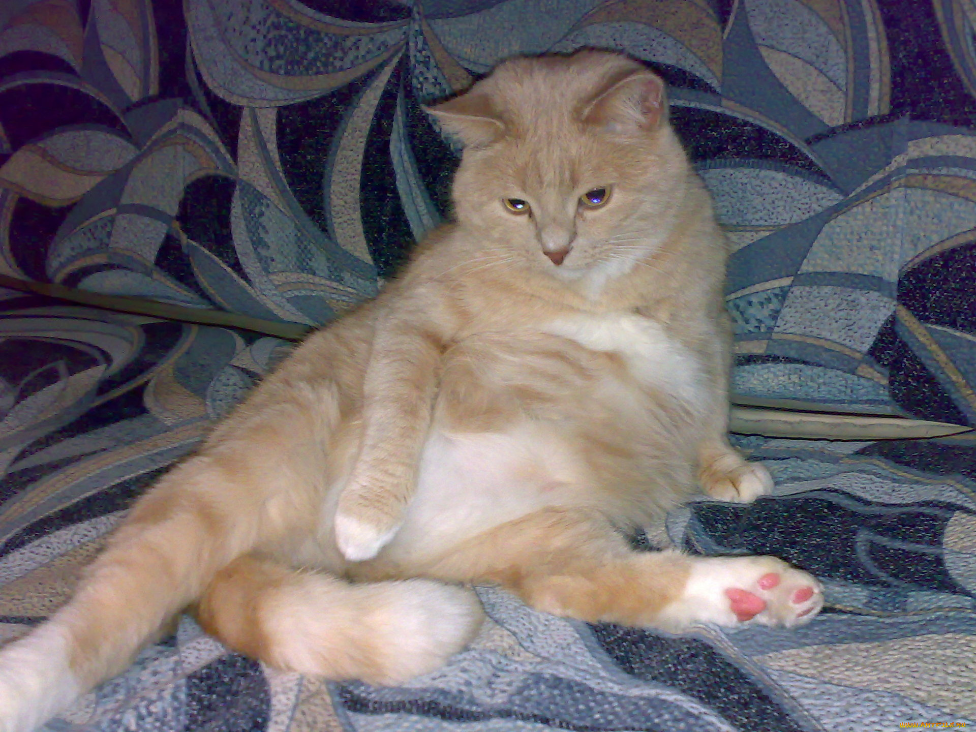 животные, коты, британец