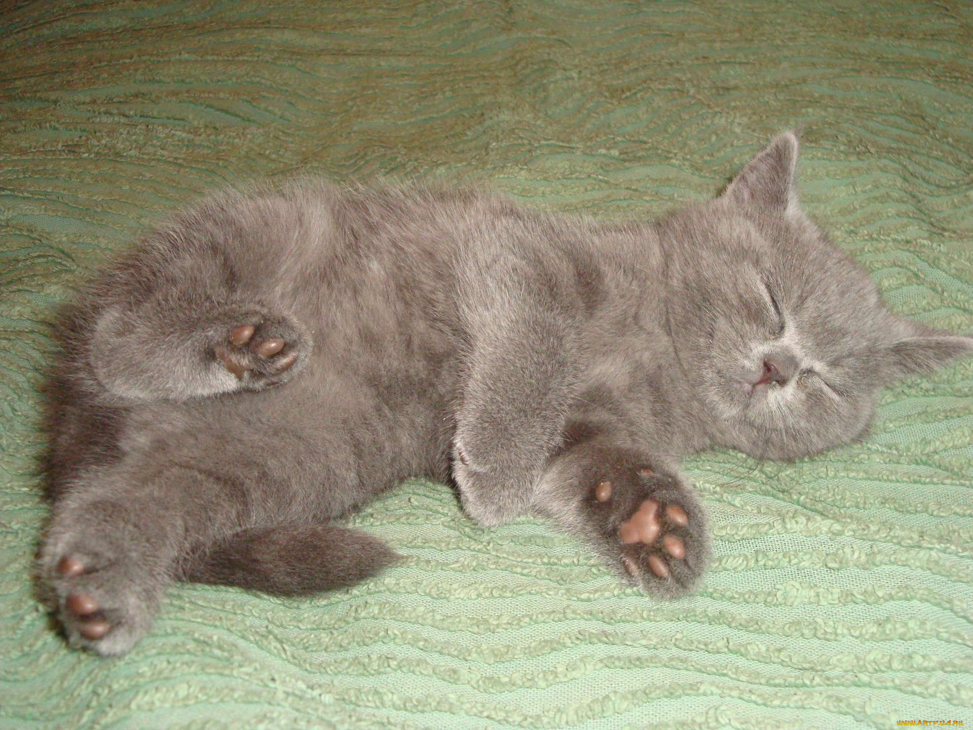 животные, коты, британец, котёнок