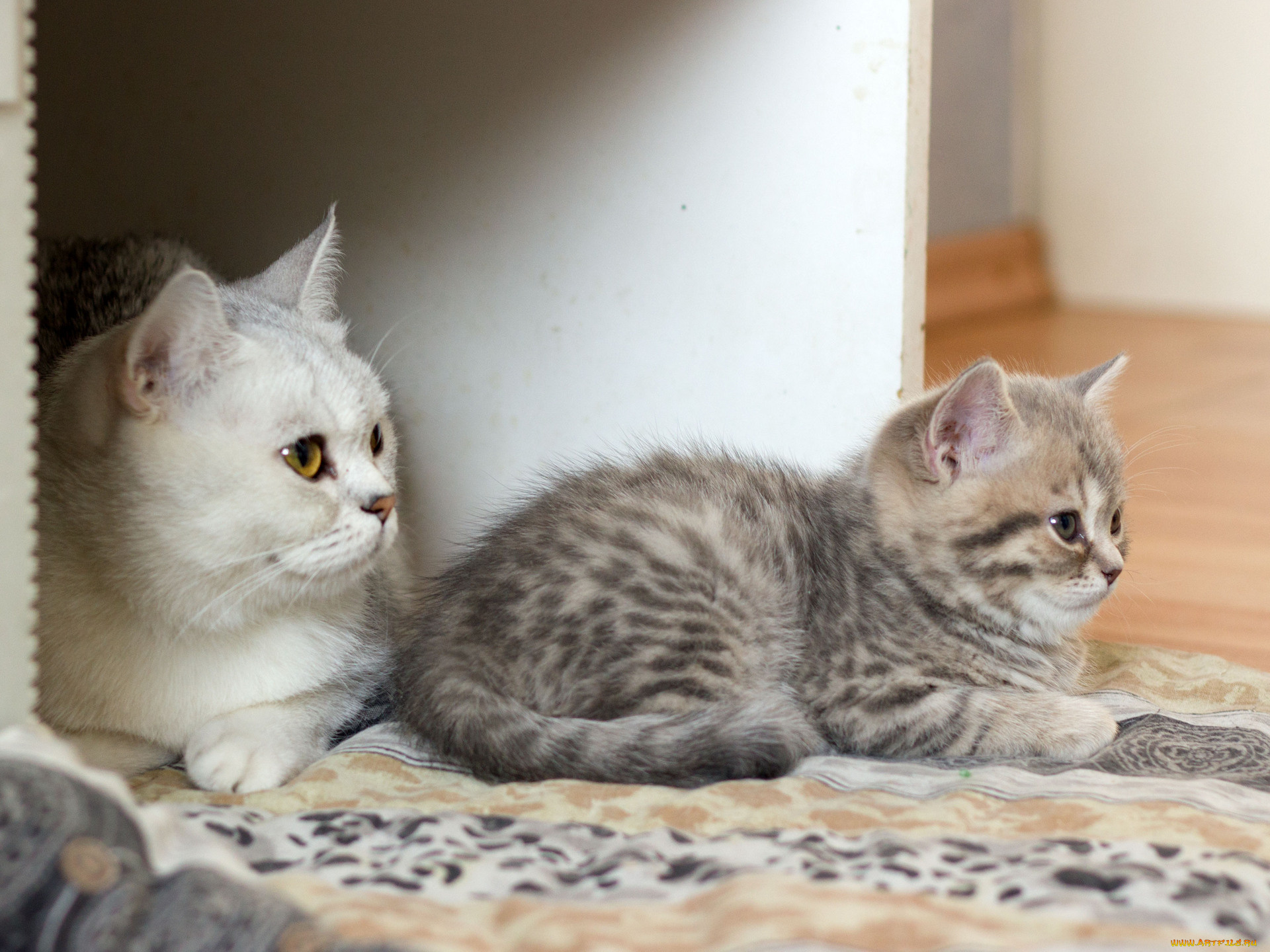 животные, коты, кошка, с, котёнком, британцы