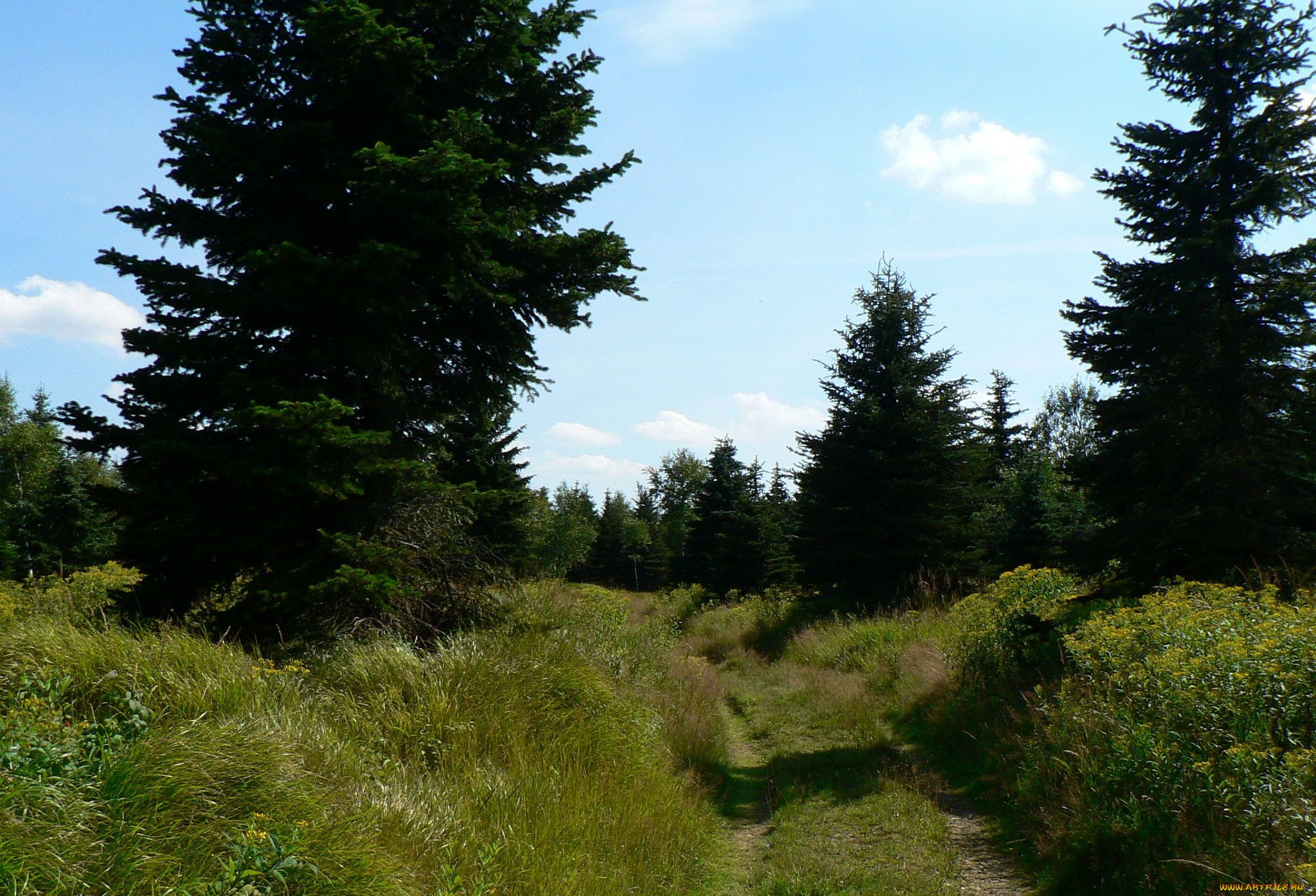 природа, деревья, трава, дорожка, лето