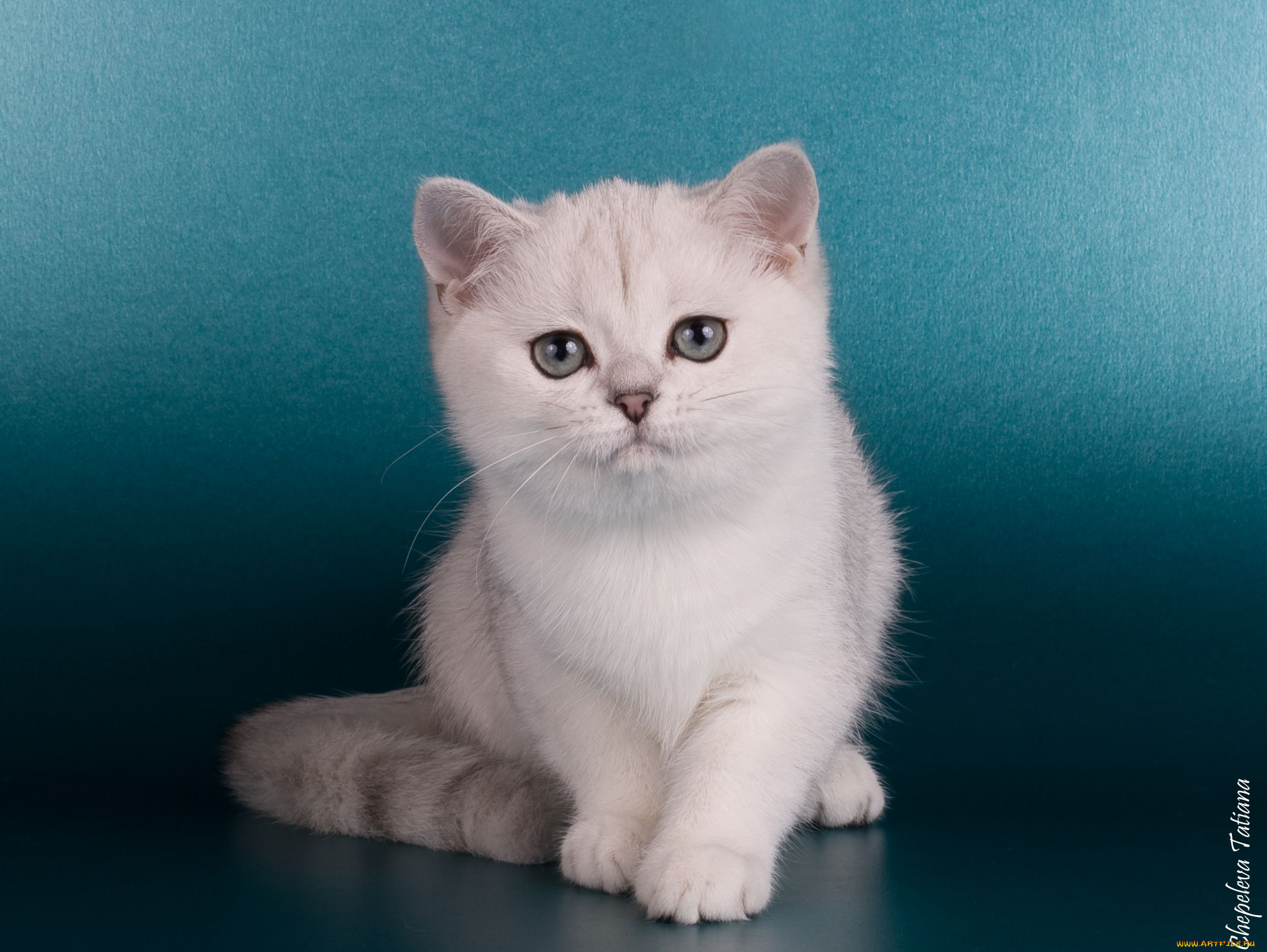 животные, коты, kitten