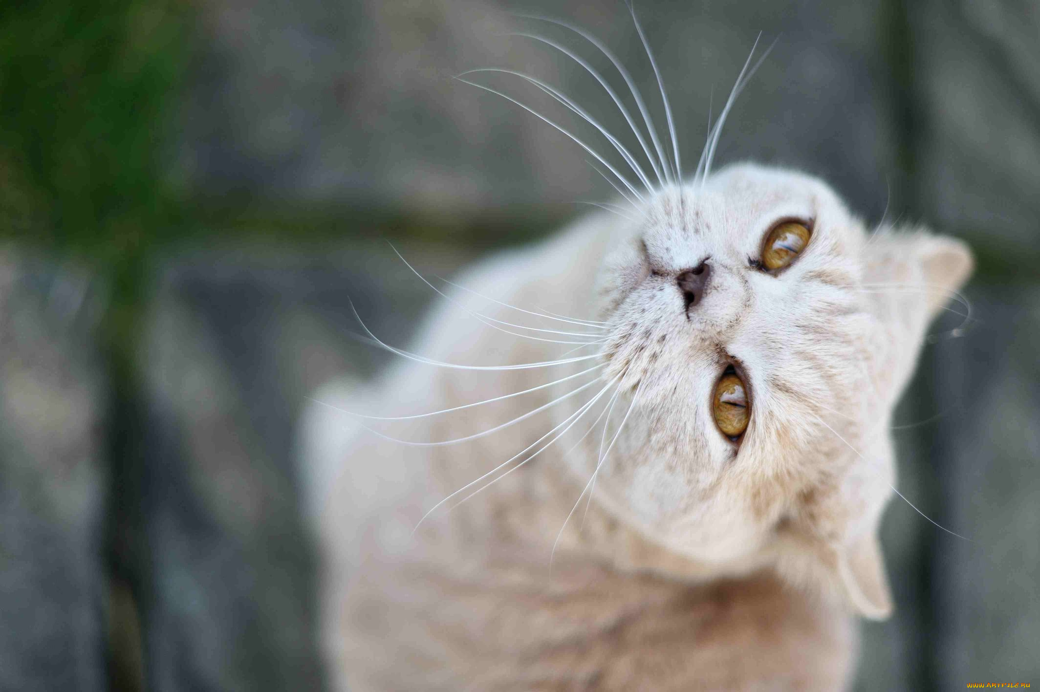 животные, коты, cat