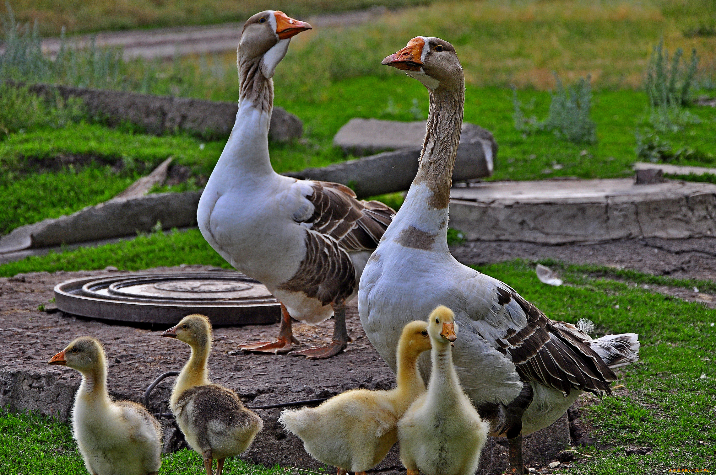 животные, гуси, птенцы