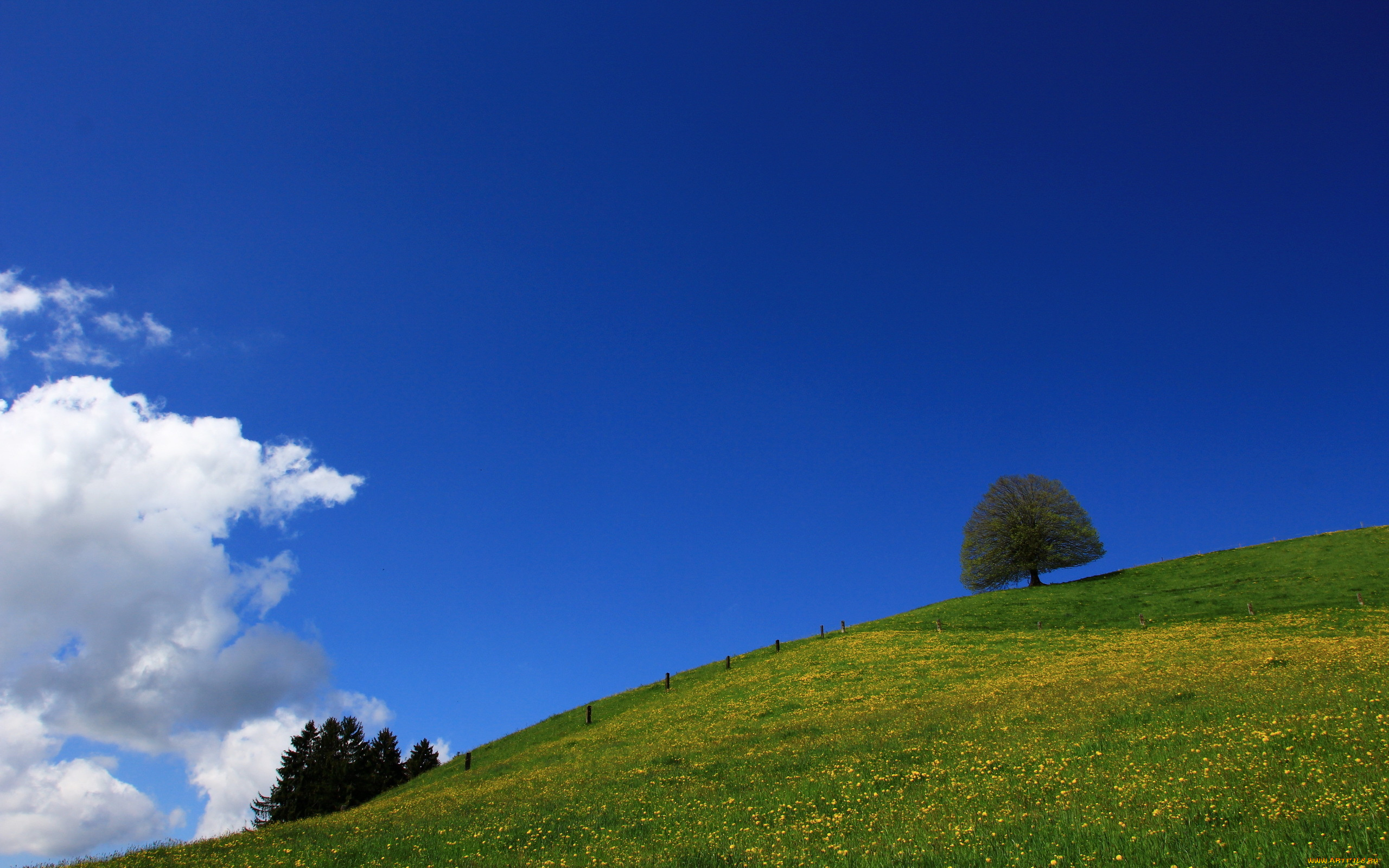 природа, луга, деревья