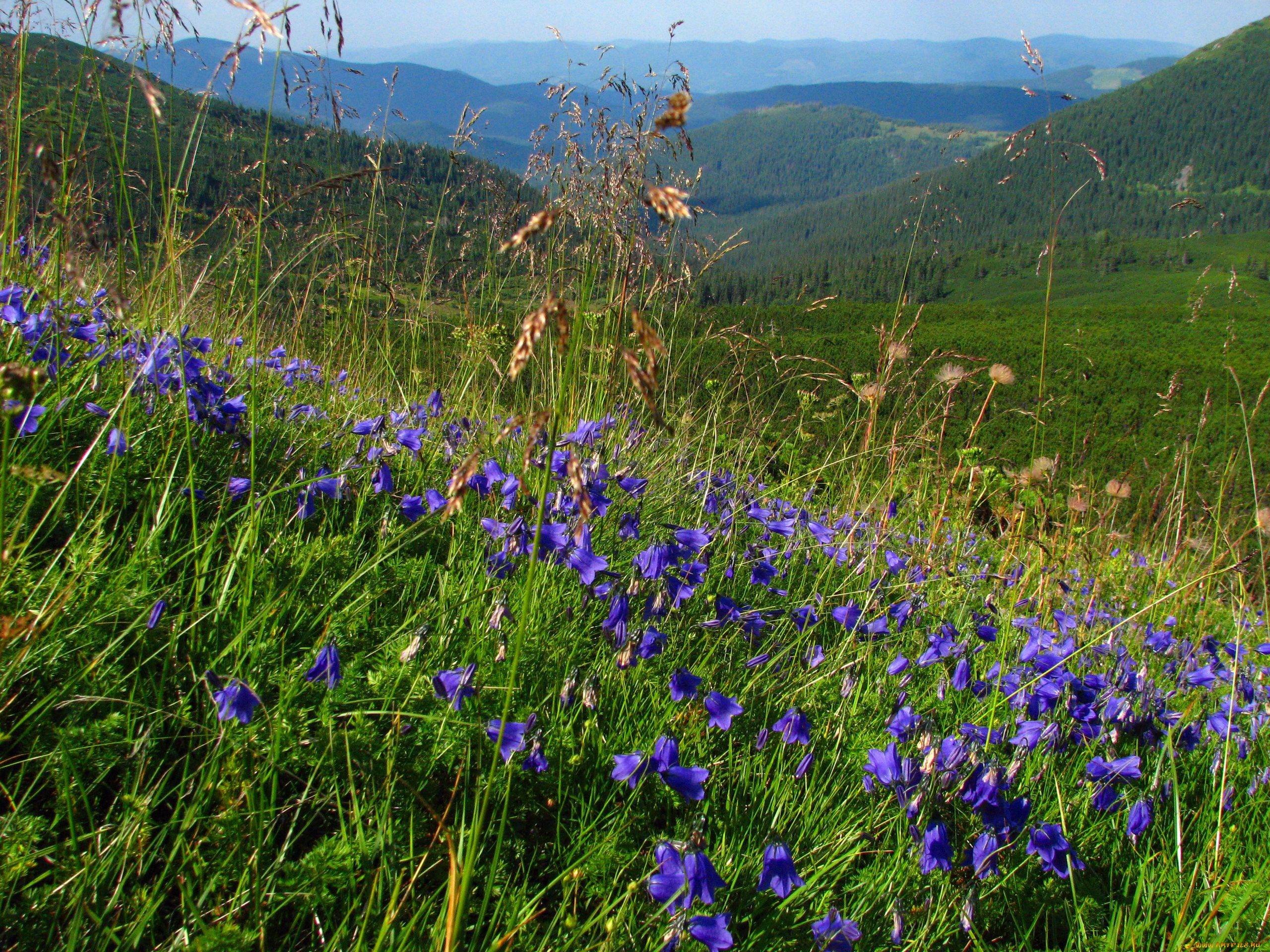 природа, луга, холмы, цветы, трава, колокольчики, леса