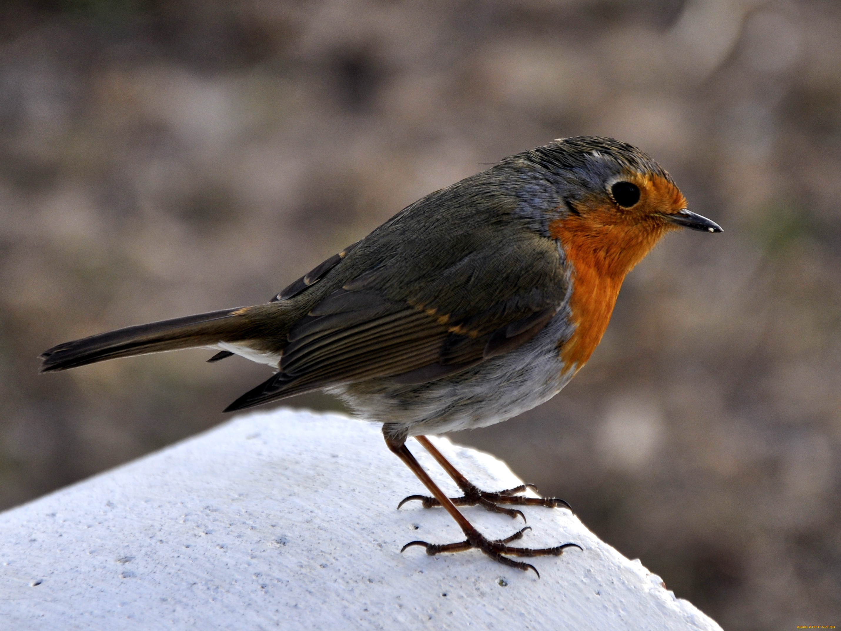 животные, зарянки, малиновки, глаз